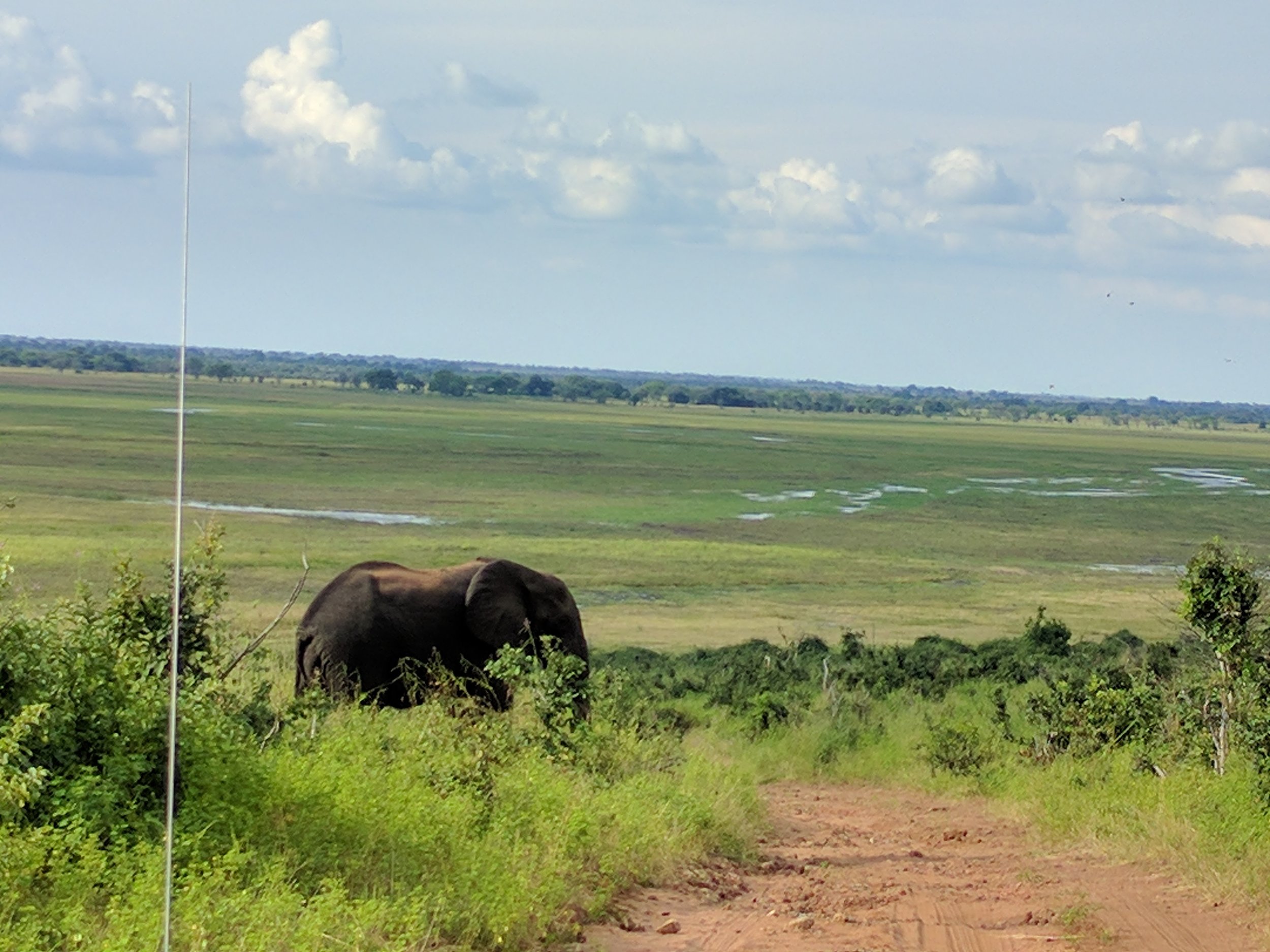 Elephant sighting!