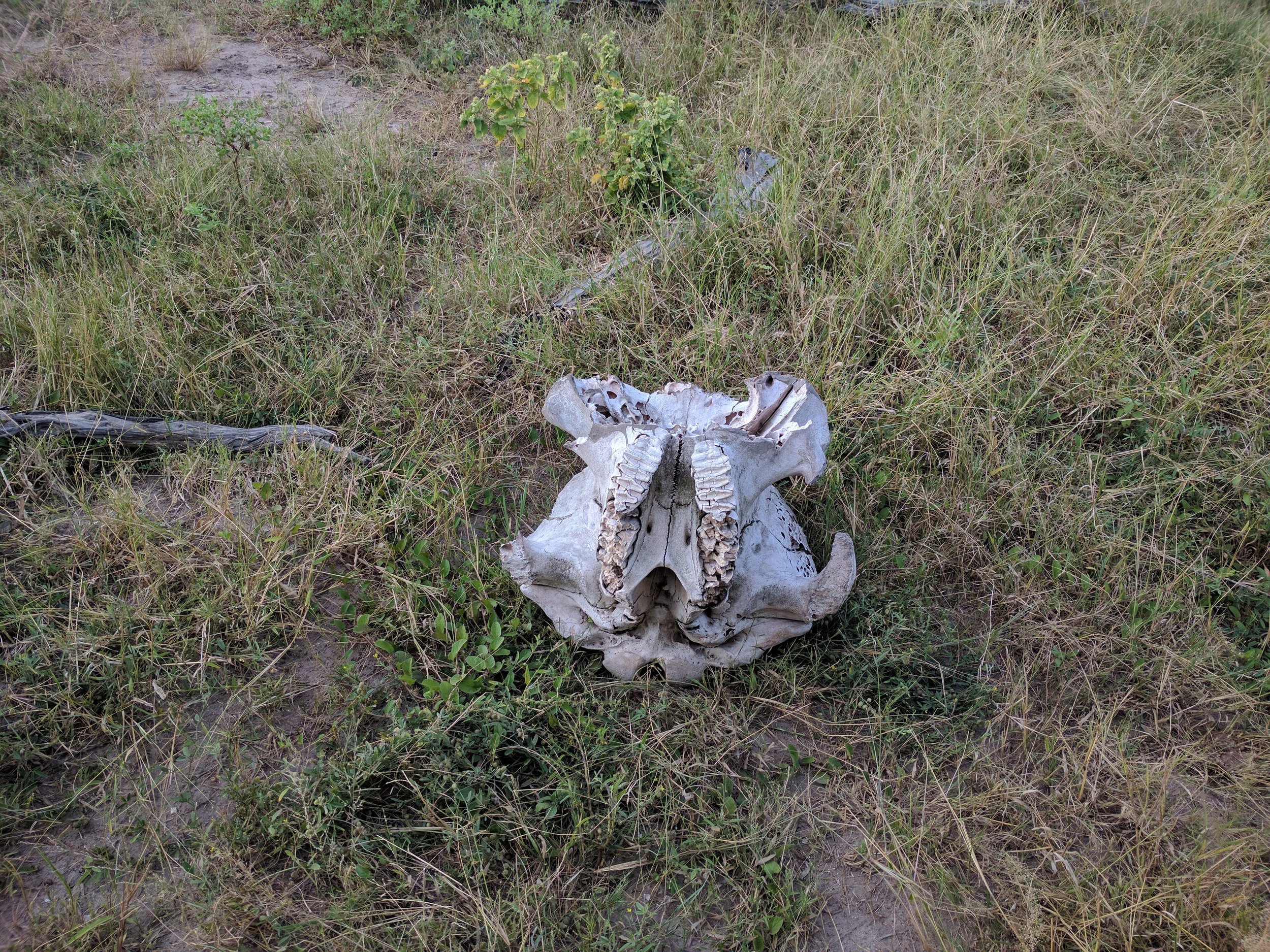 Skull of an elephant, or what's left of it