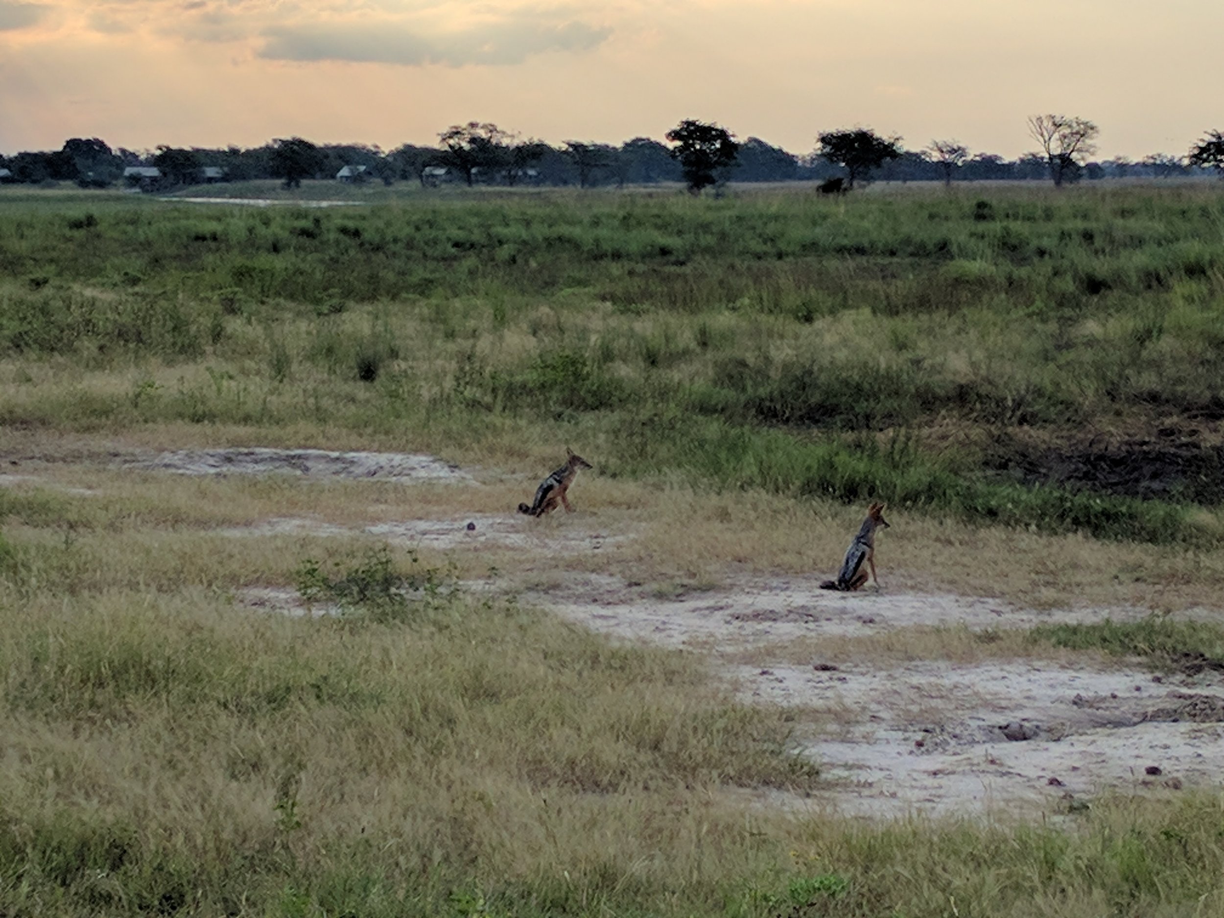 Jackals sitting on an old airport tarmac