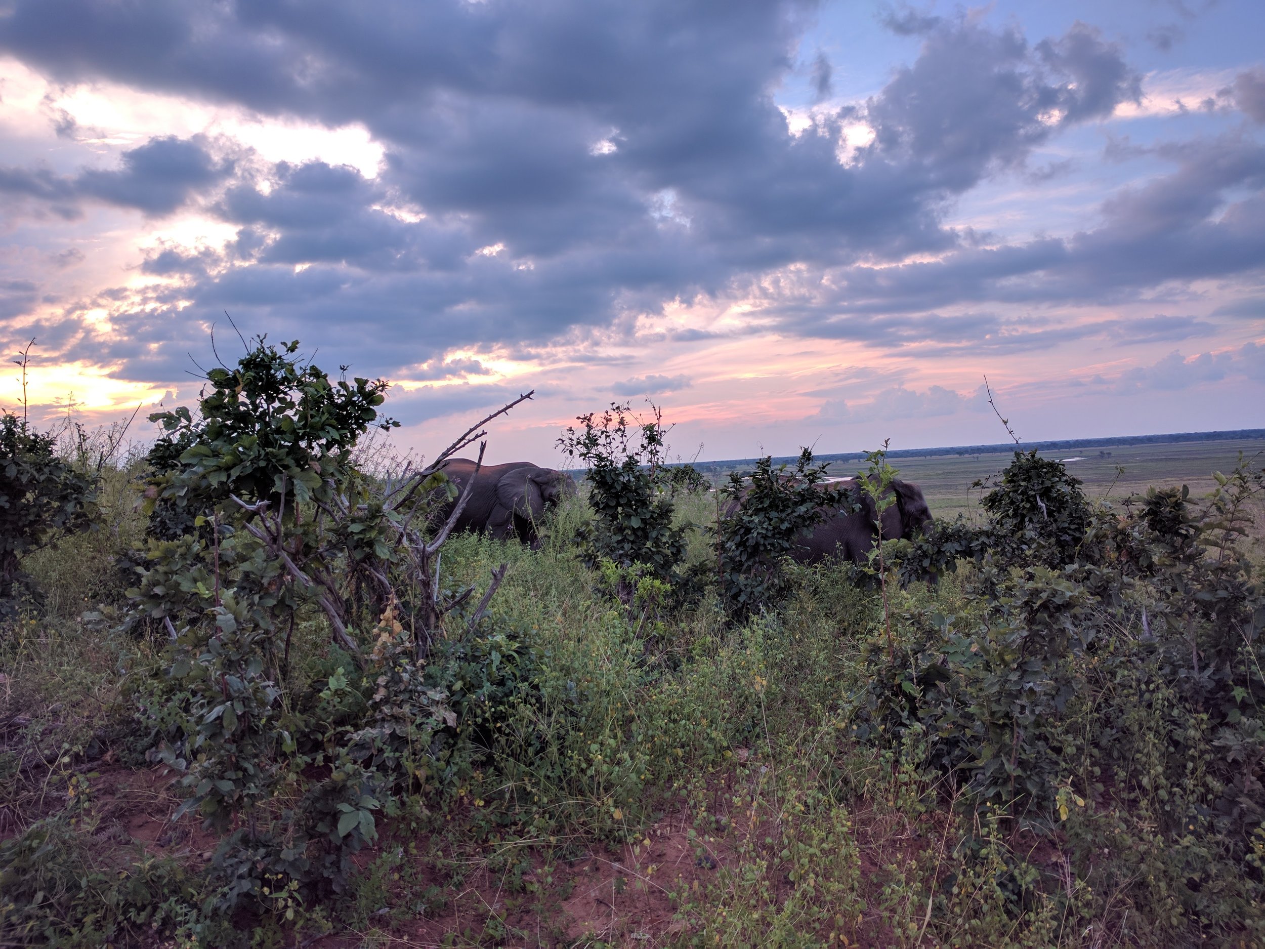 Found some more eles in the bushes