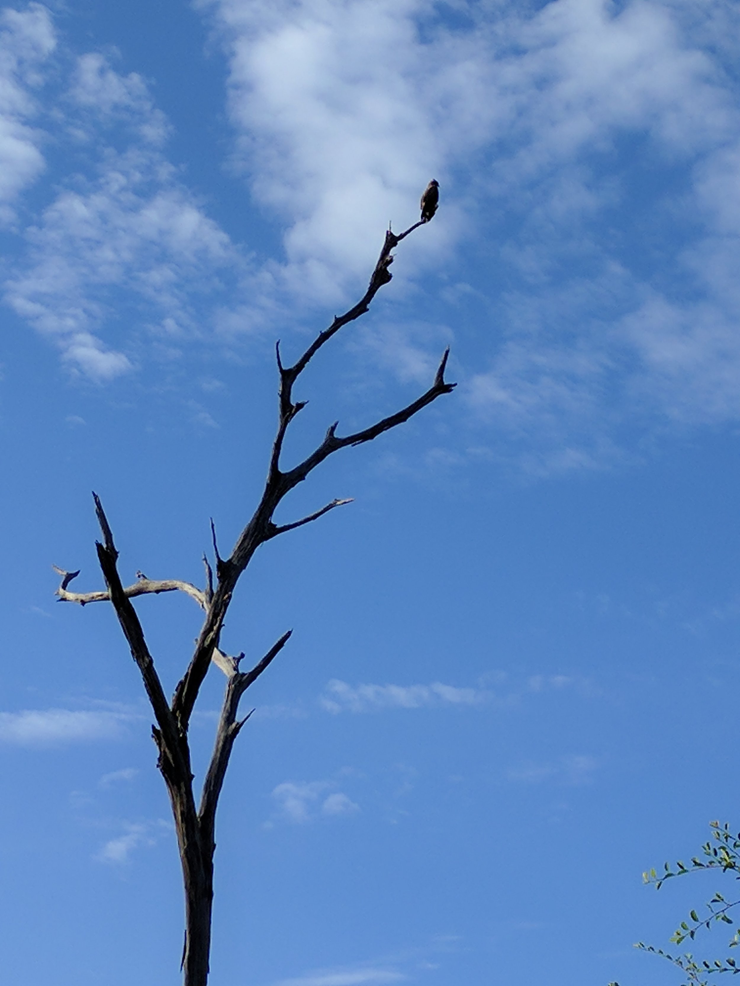 Juvenile long-crested eagle