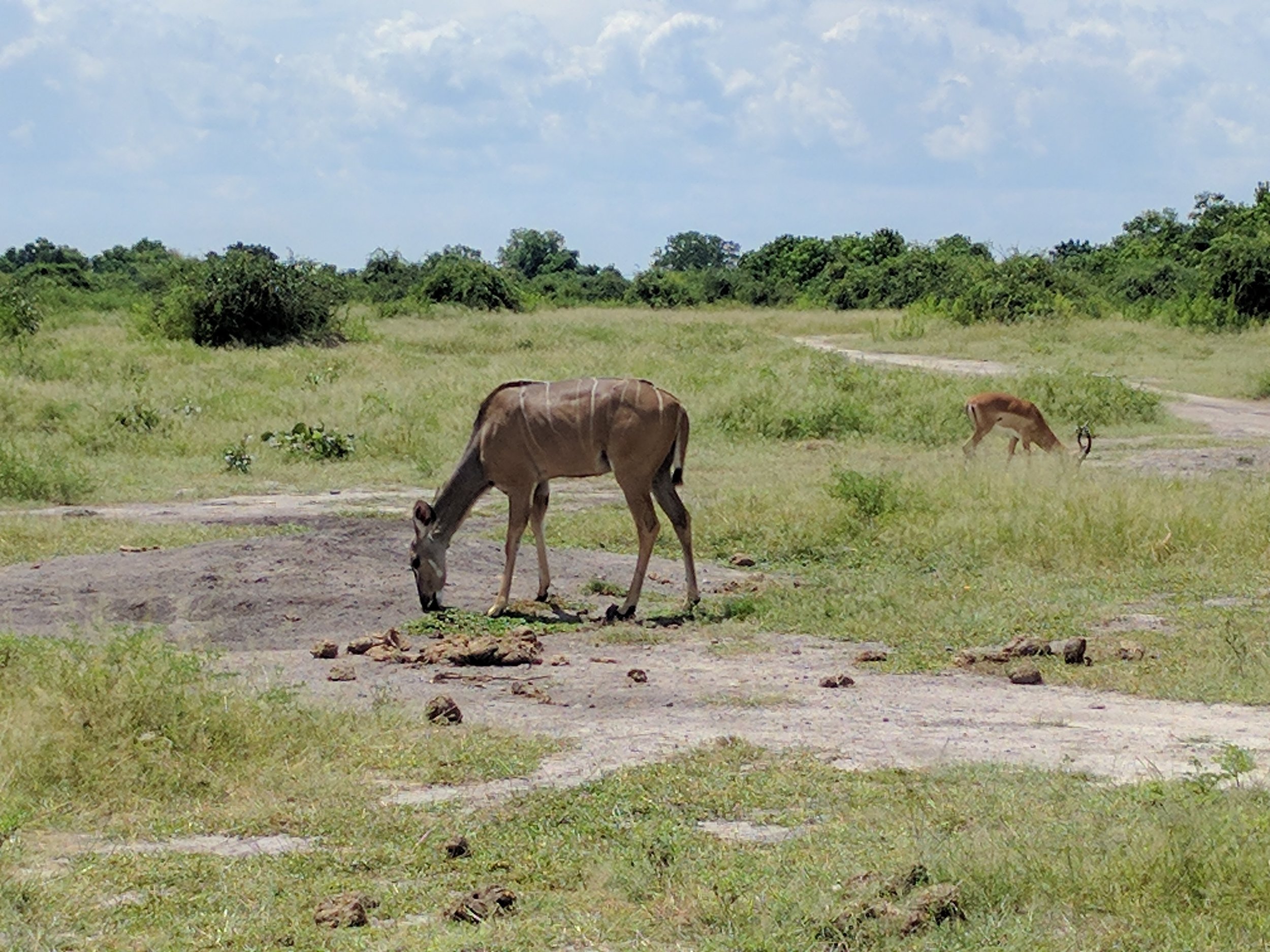 Female Kudu