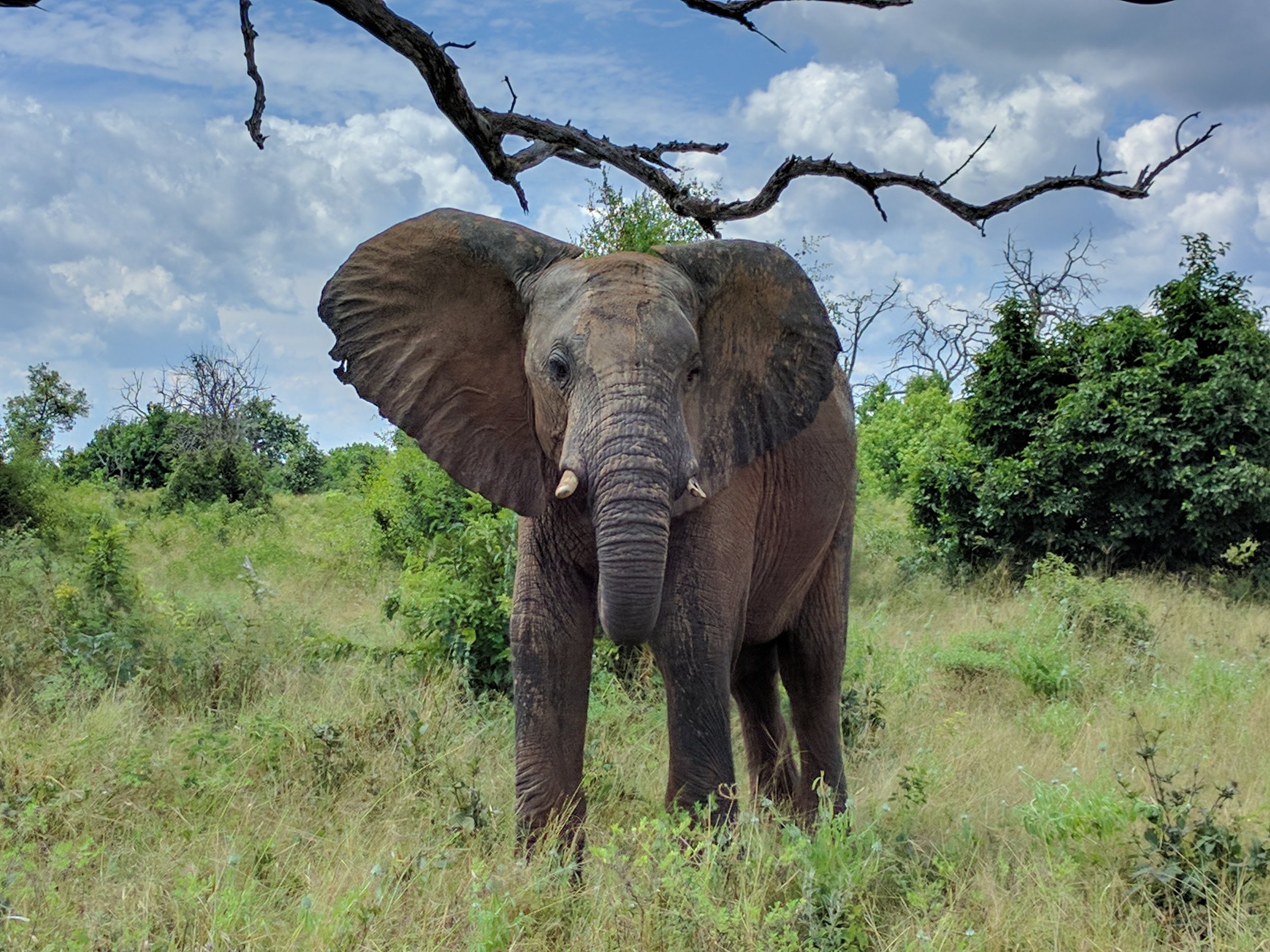 Photogenic elephant