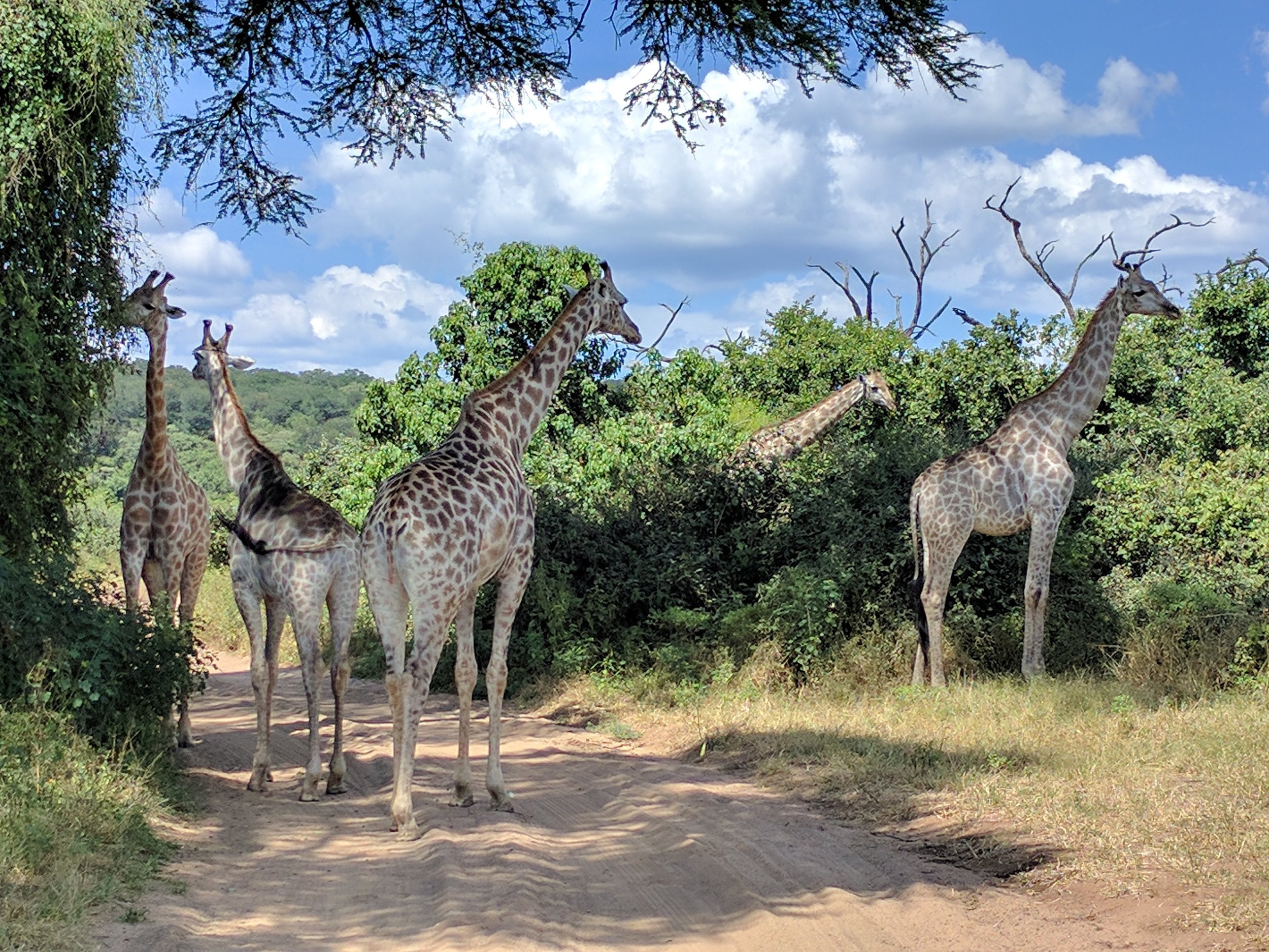 Tower of giraffes