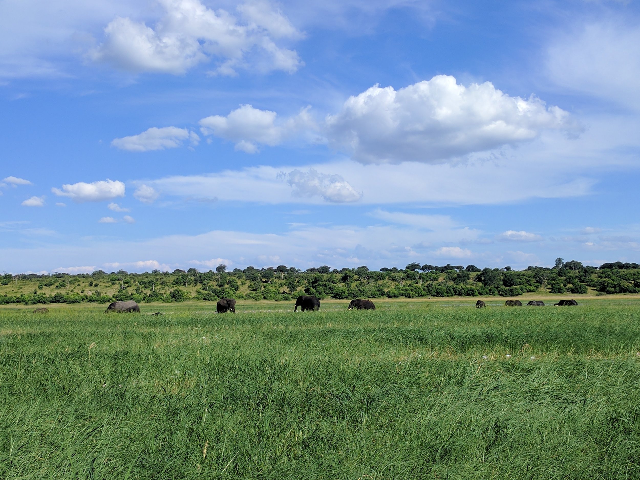 Tons of elephants grazing