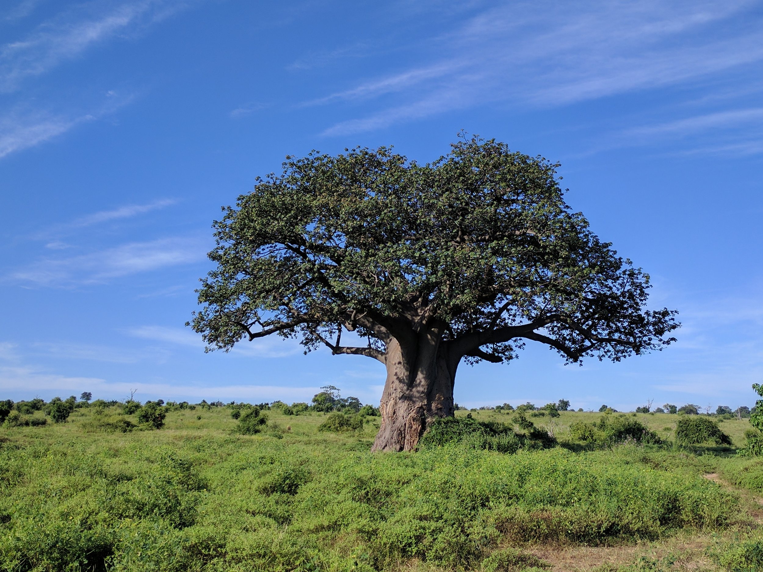 Impressive Baobab tree