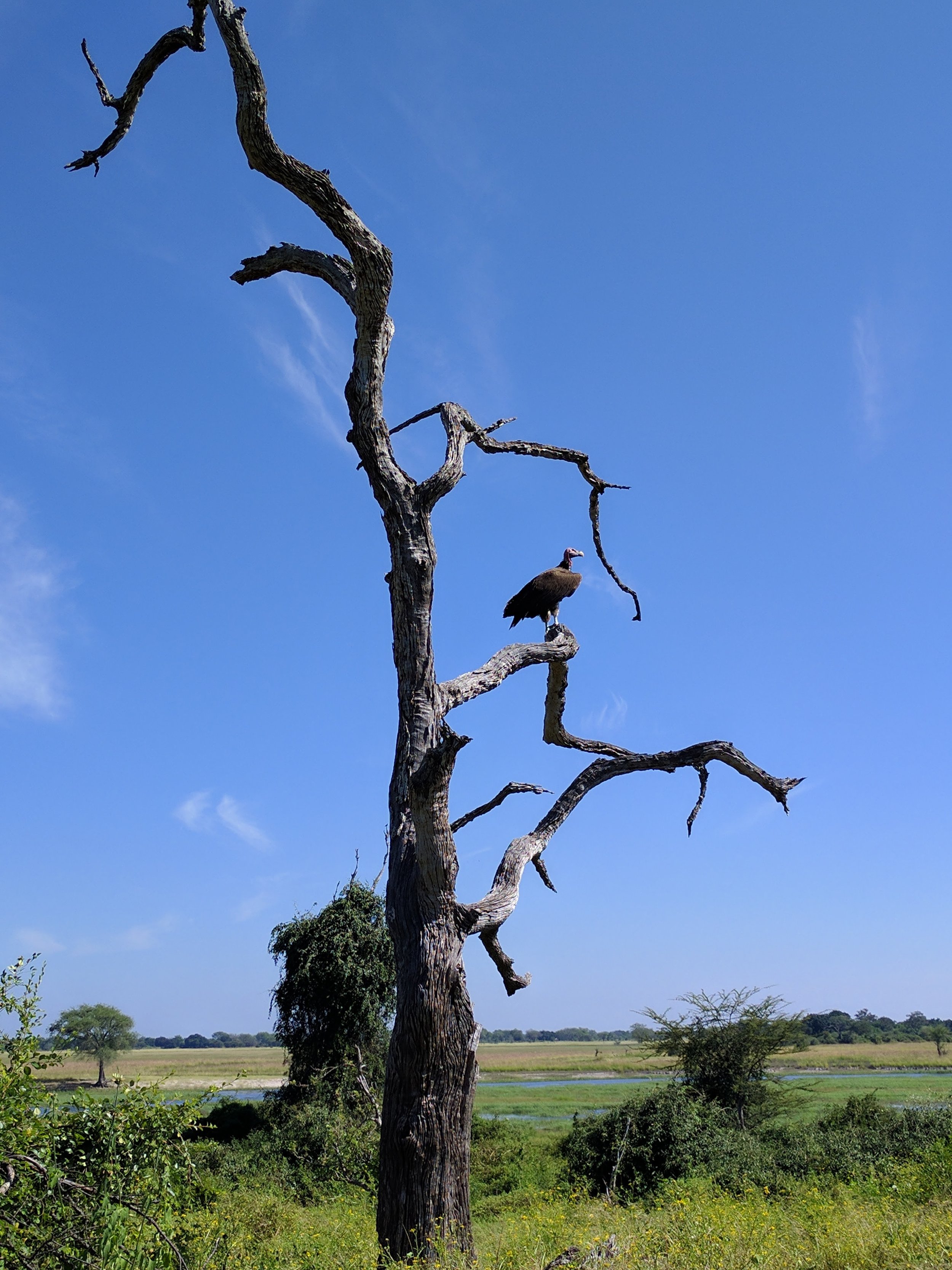 Lappet-faced vulture
