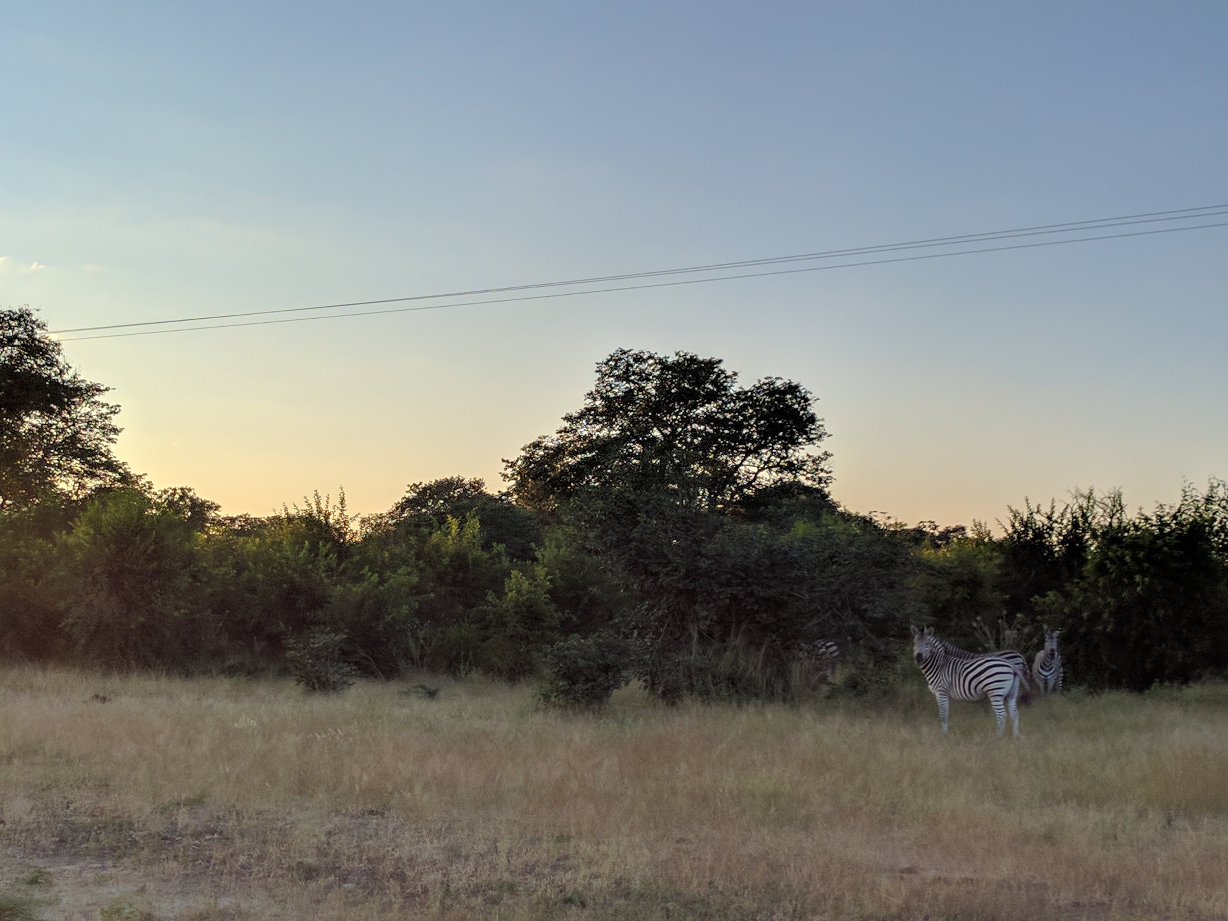 Zebras in the morning