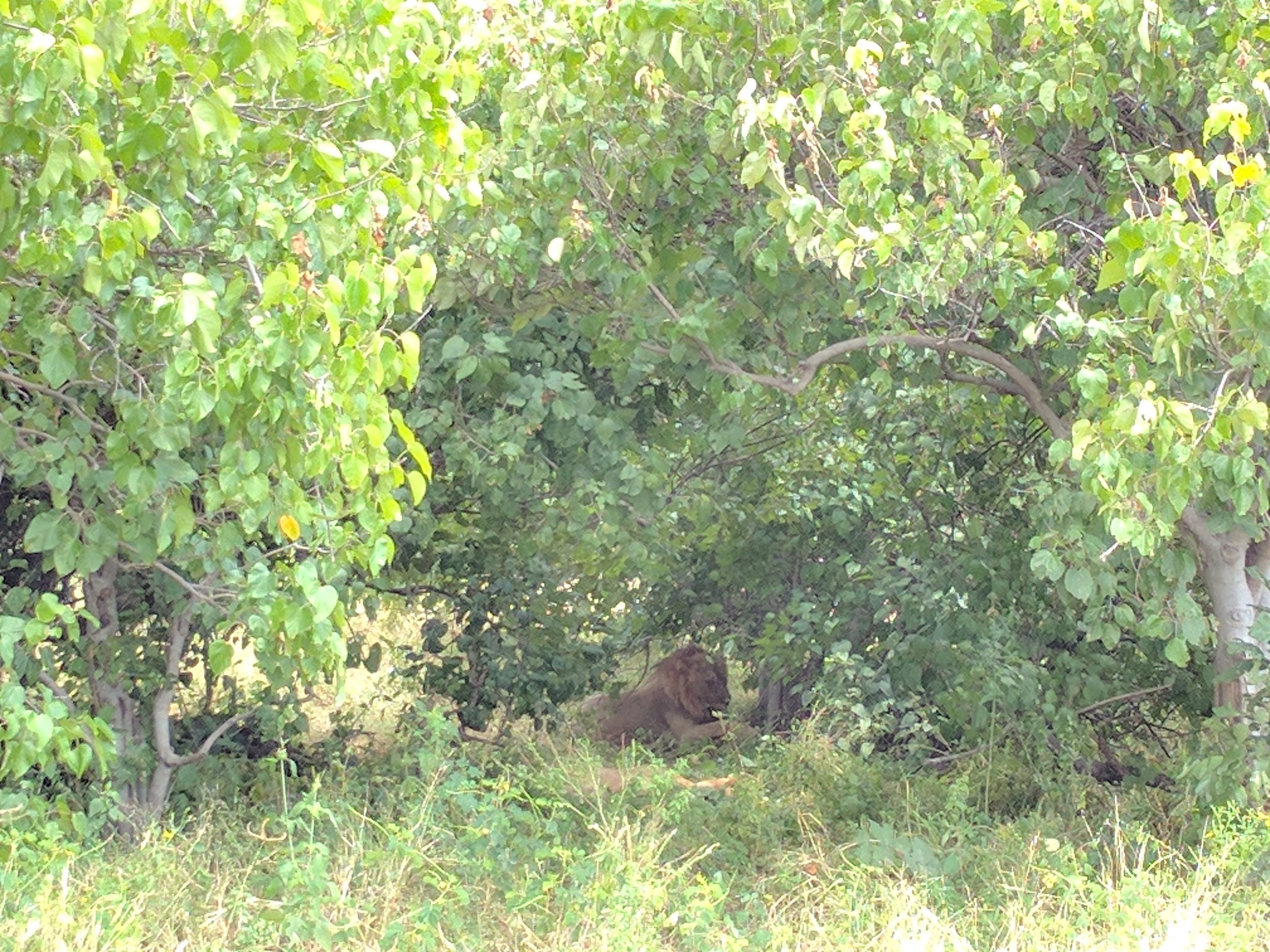 Young male lion sleeping in the bushes