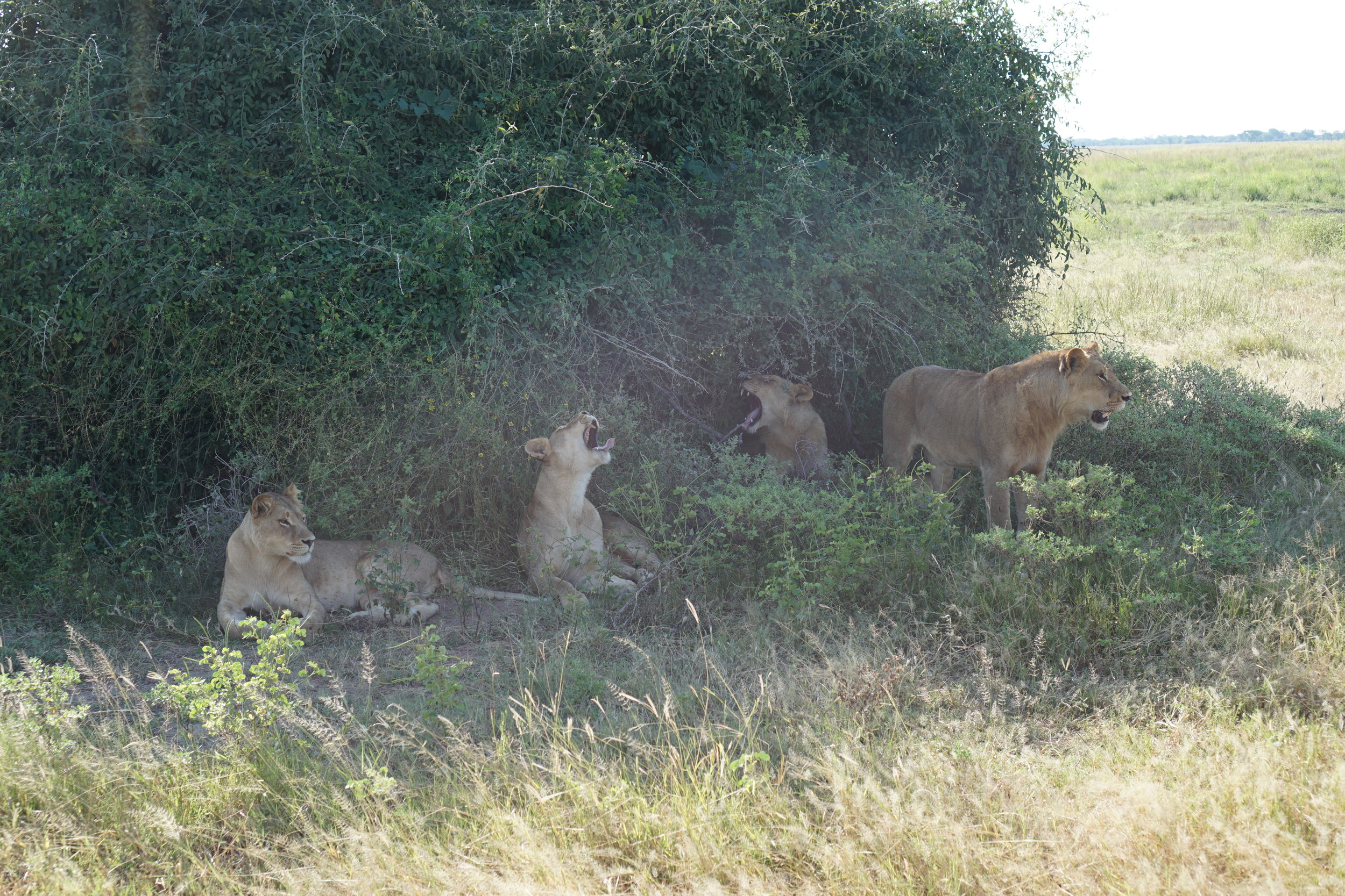 yawns all around