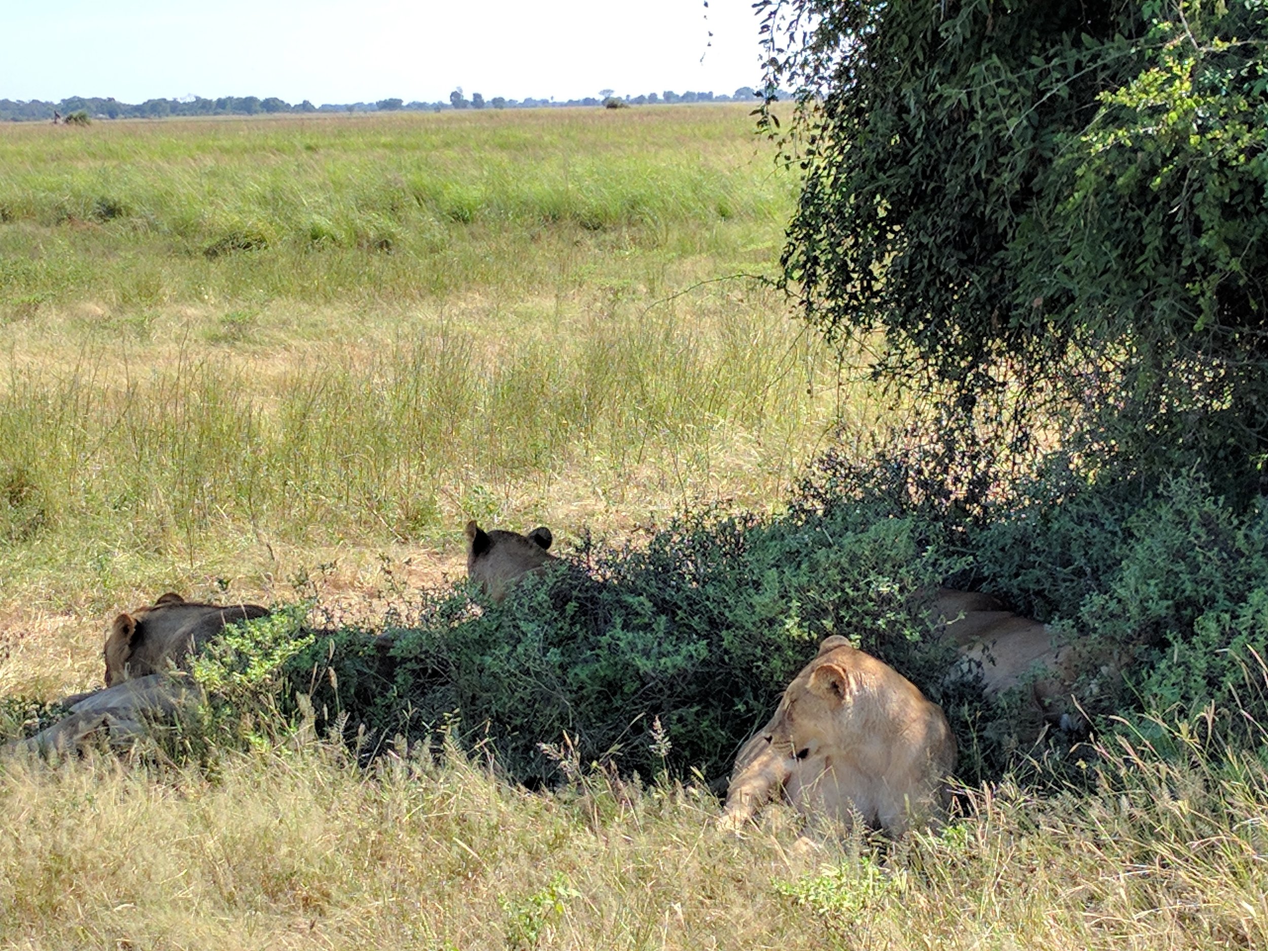 sleepy lions