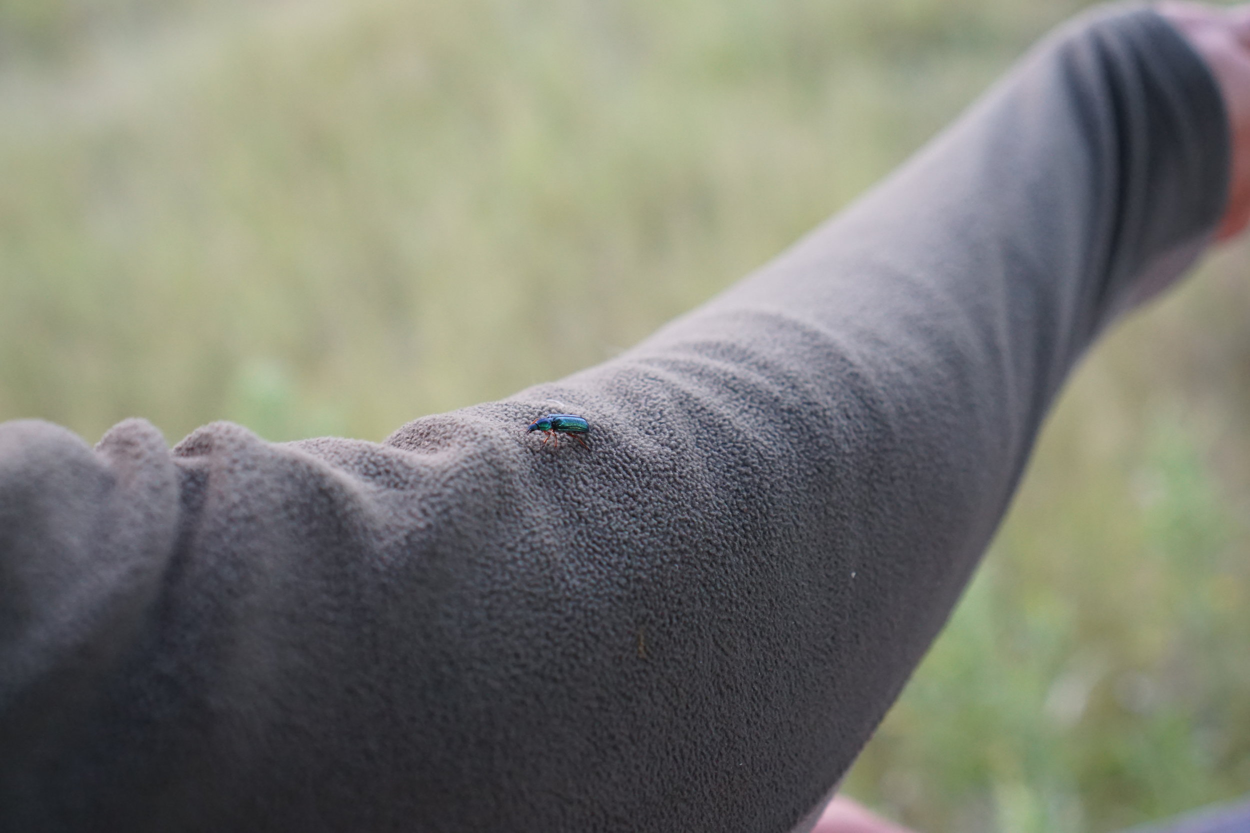 Turquoise bug