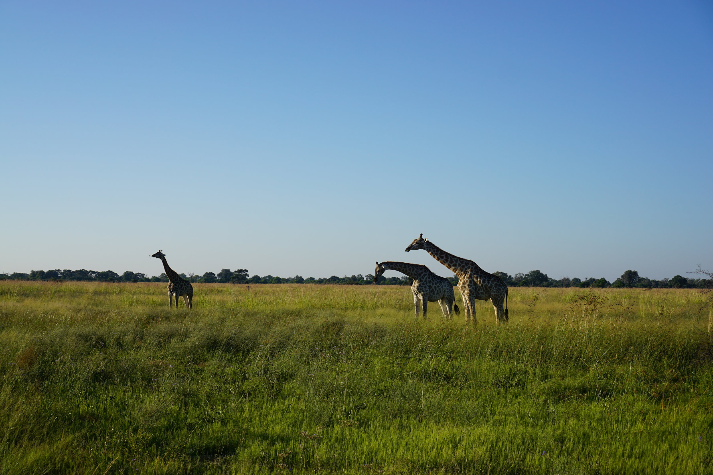 Giraffe galore! One was preggo