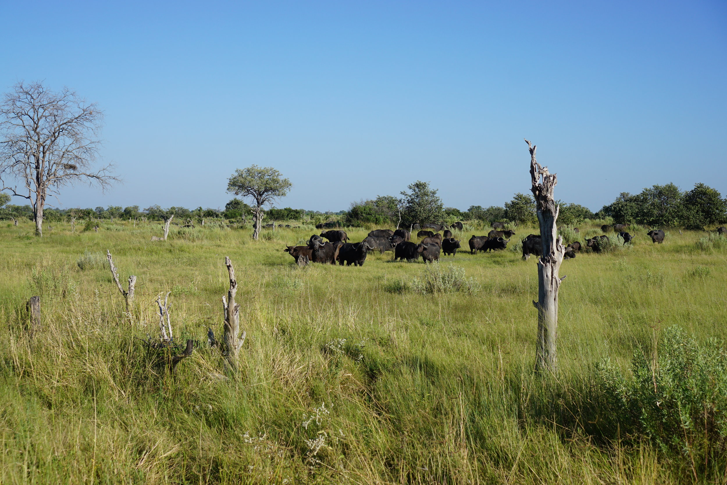 Buffalo