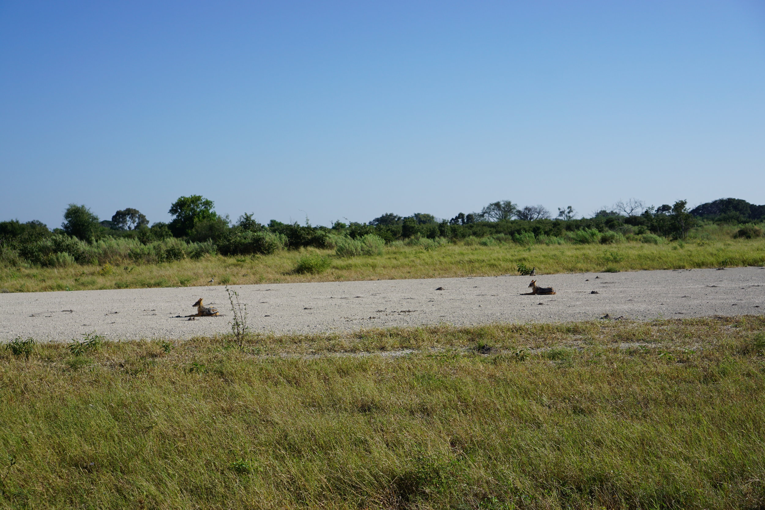 Jackals hanging out on the runway
