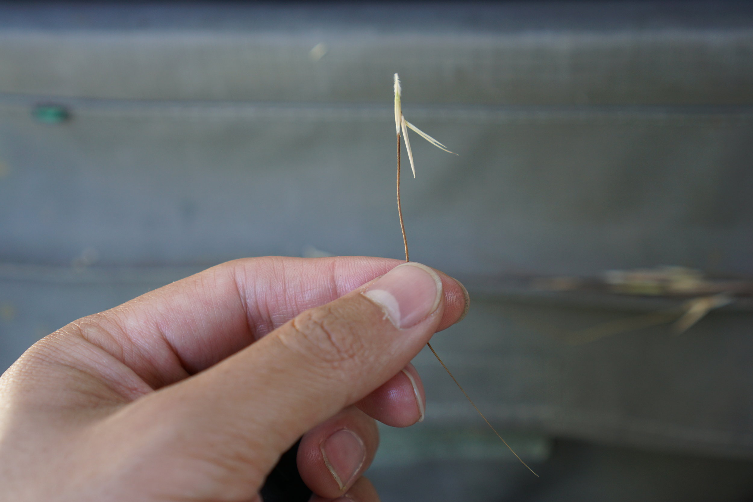 spear grass!