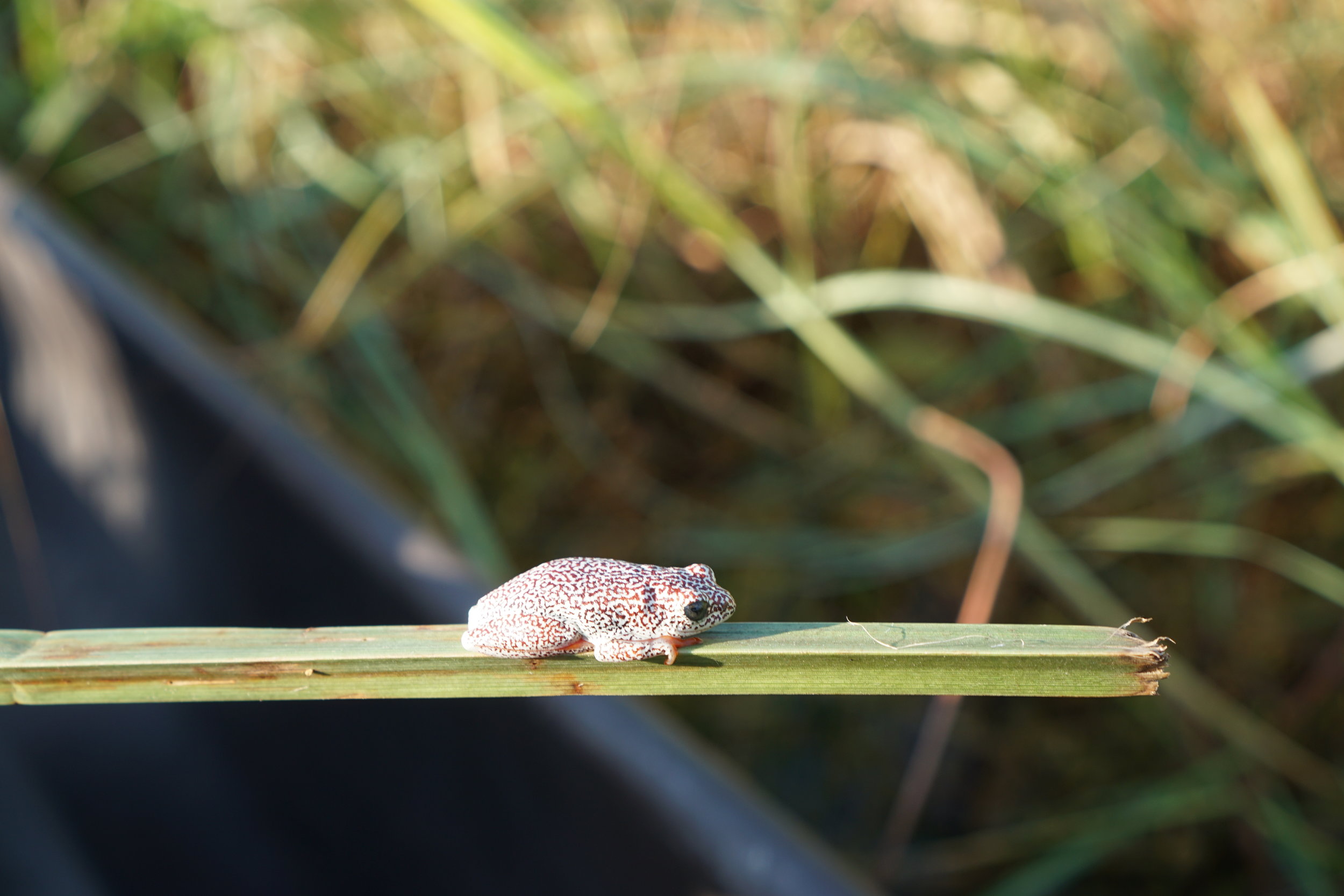 Froggy friend