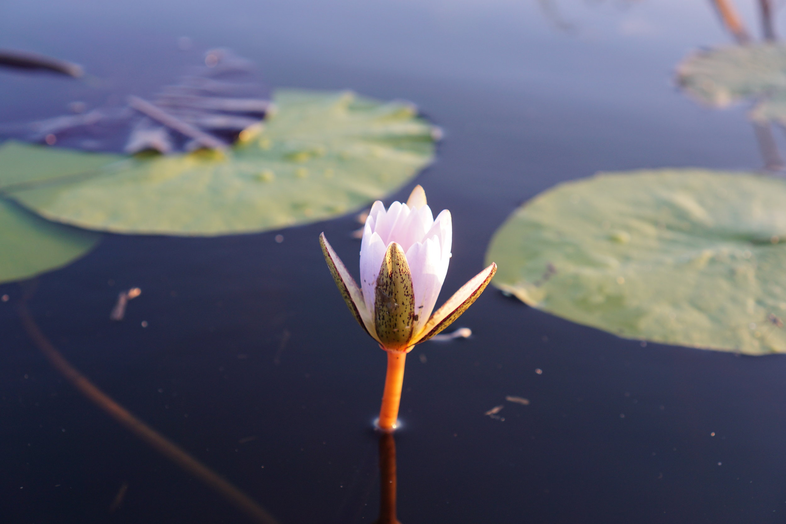 Water lily