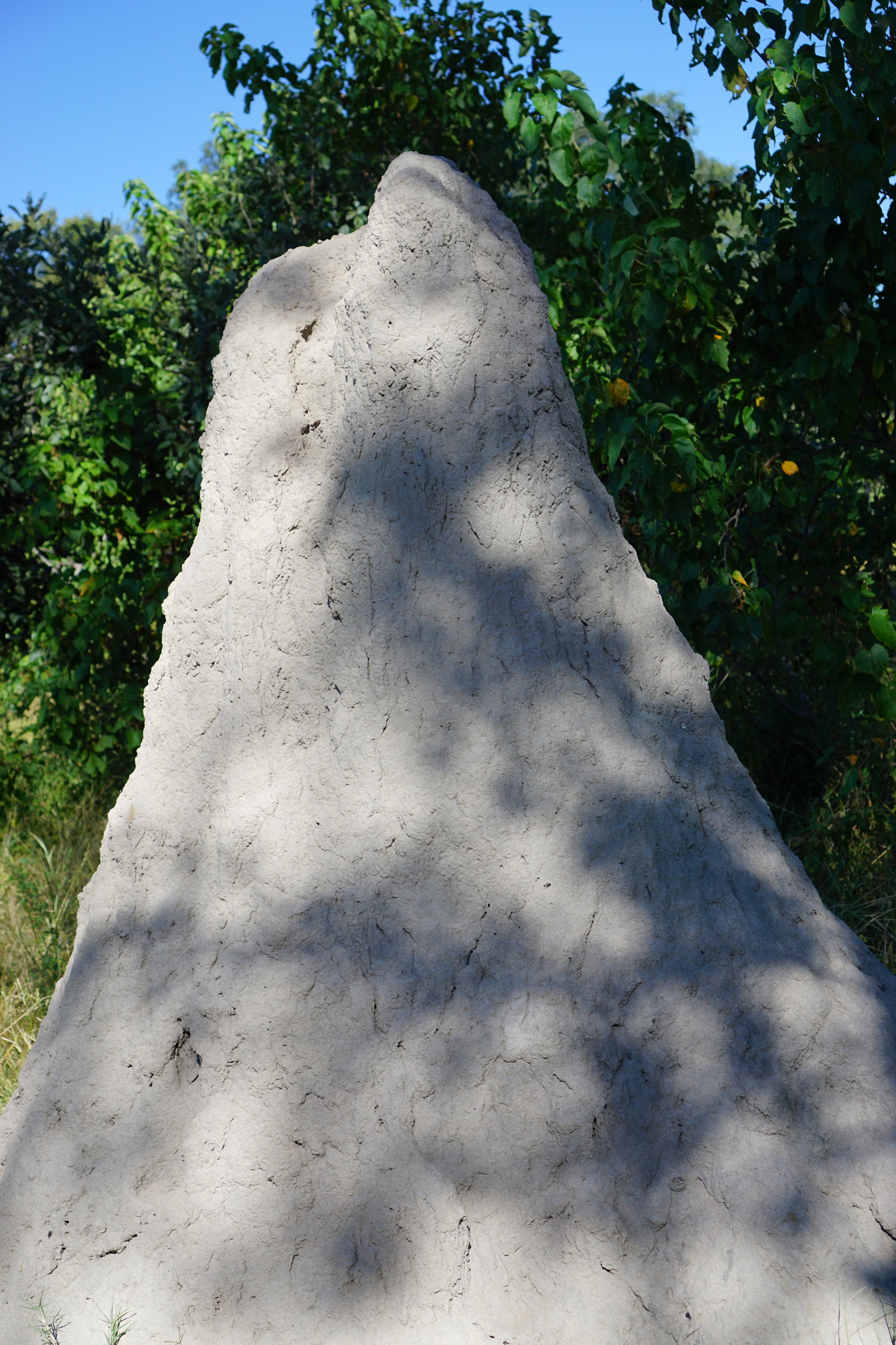 Giant termite mound