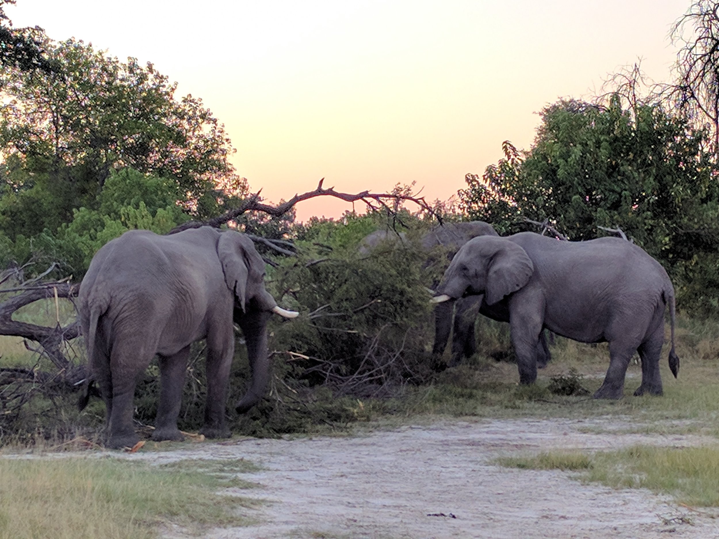 Eles eating breakfast tree