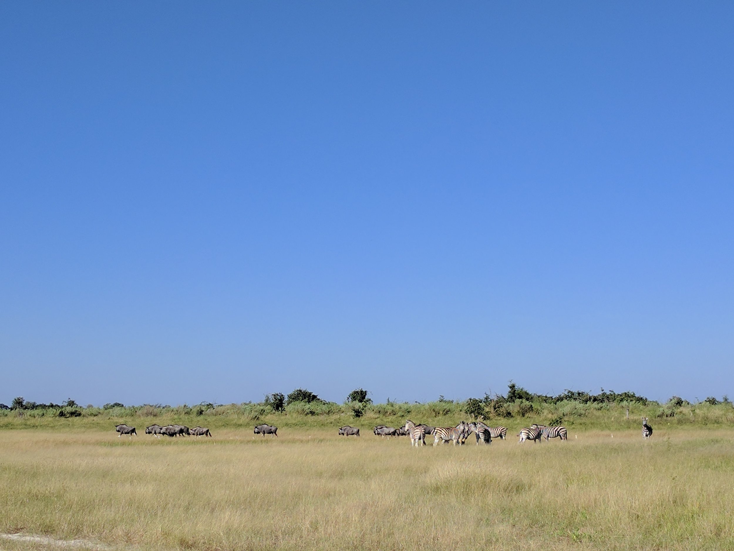 Gnu and zebra