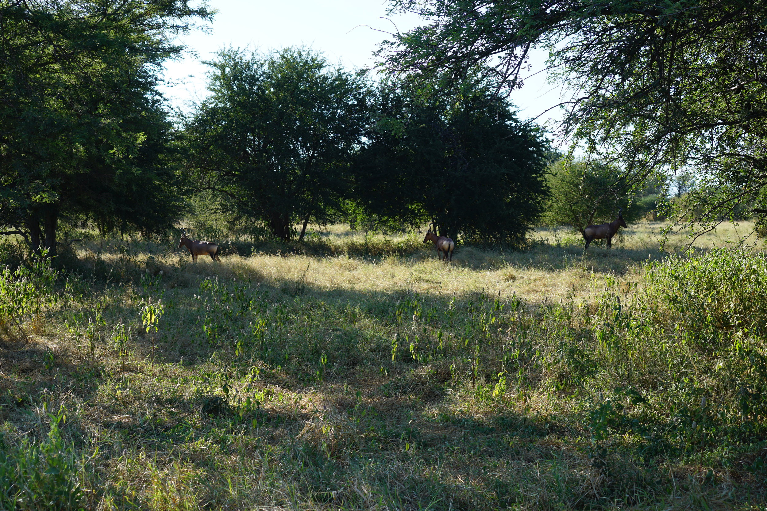Hartebeest