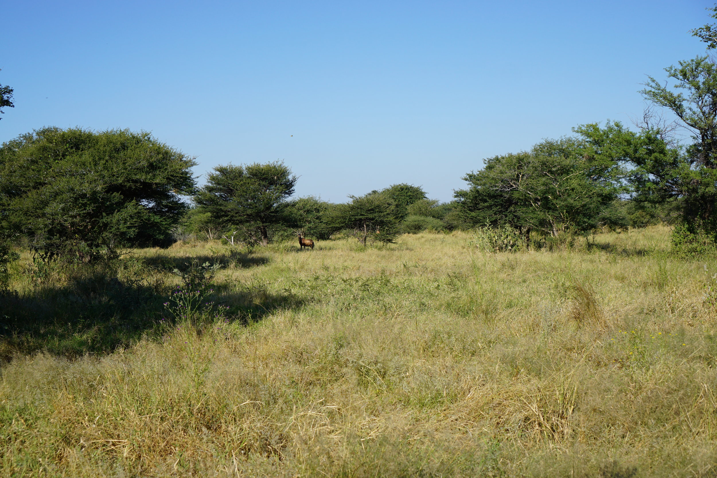 Another hartebeest