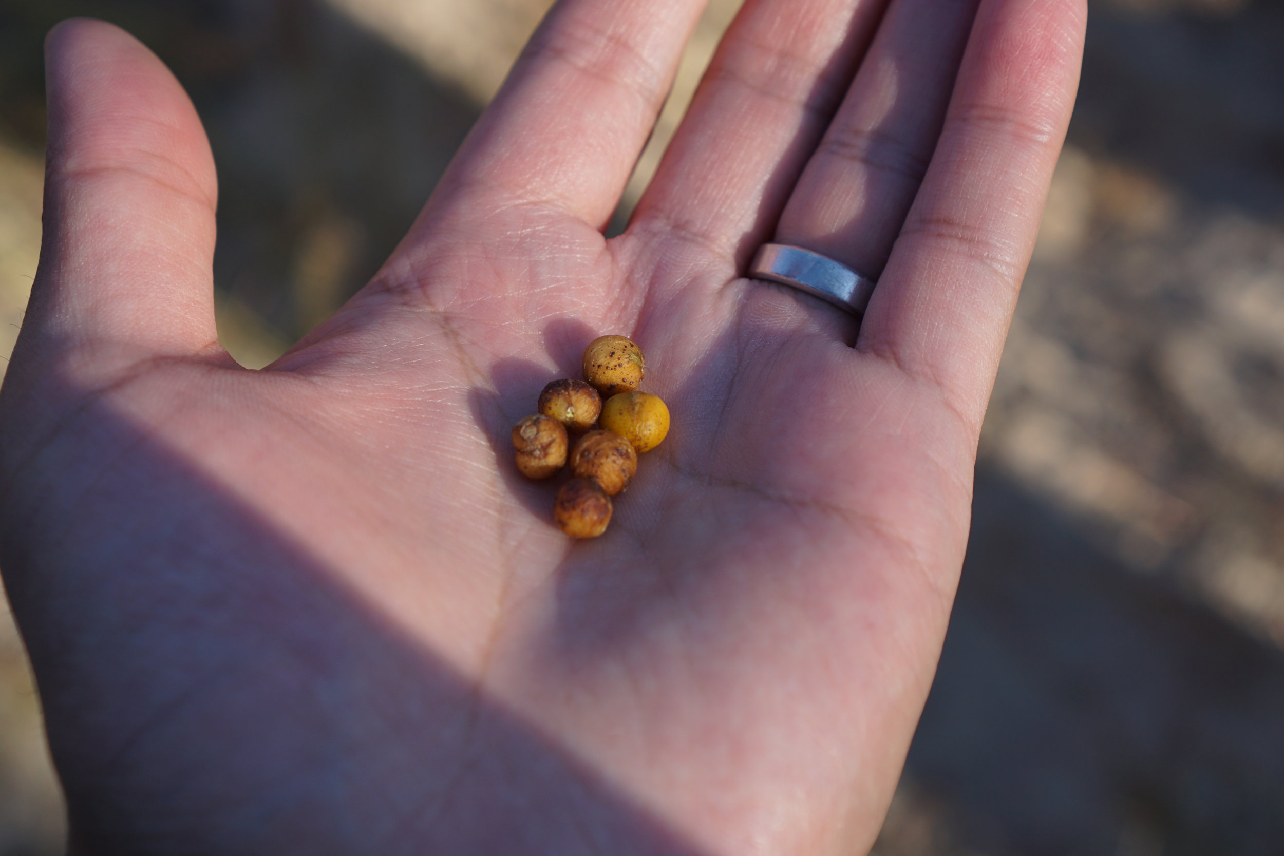 "velvet raisins" they were called