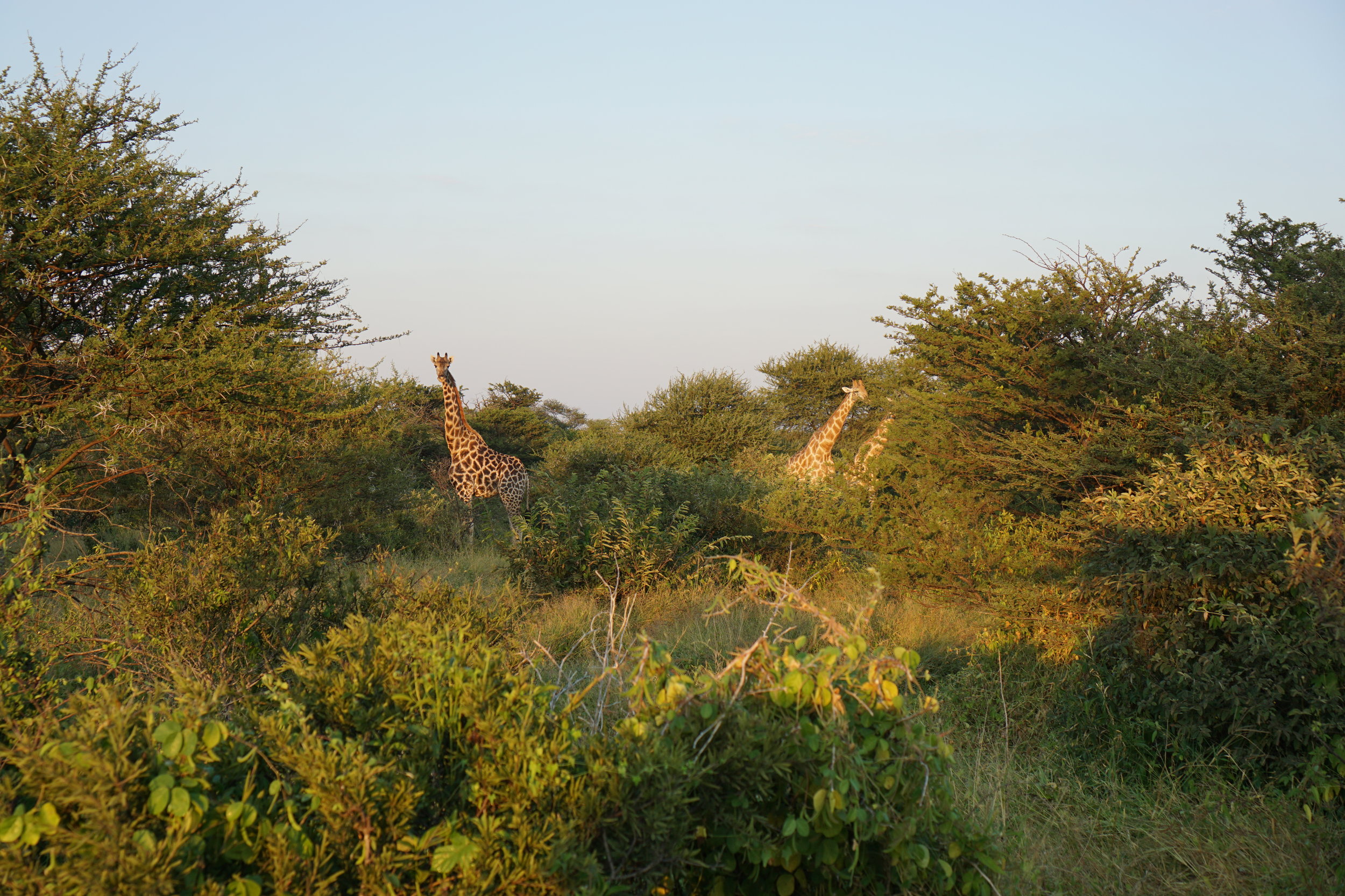 Giraffes