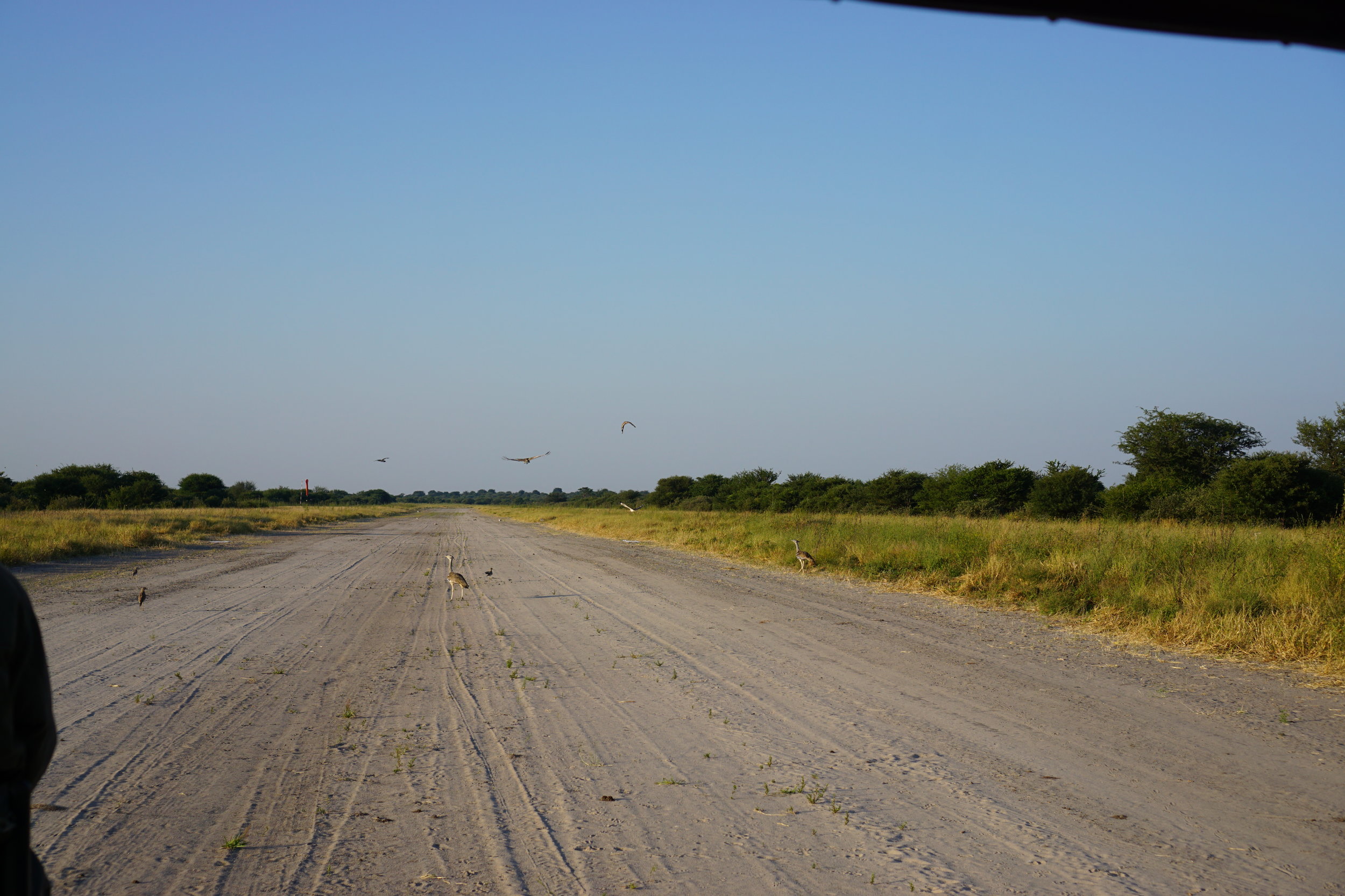 Kori bustards on the runway