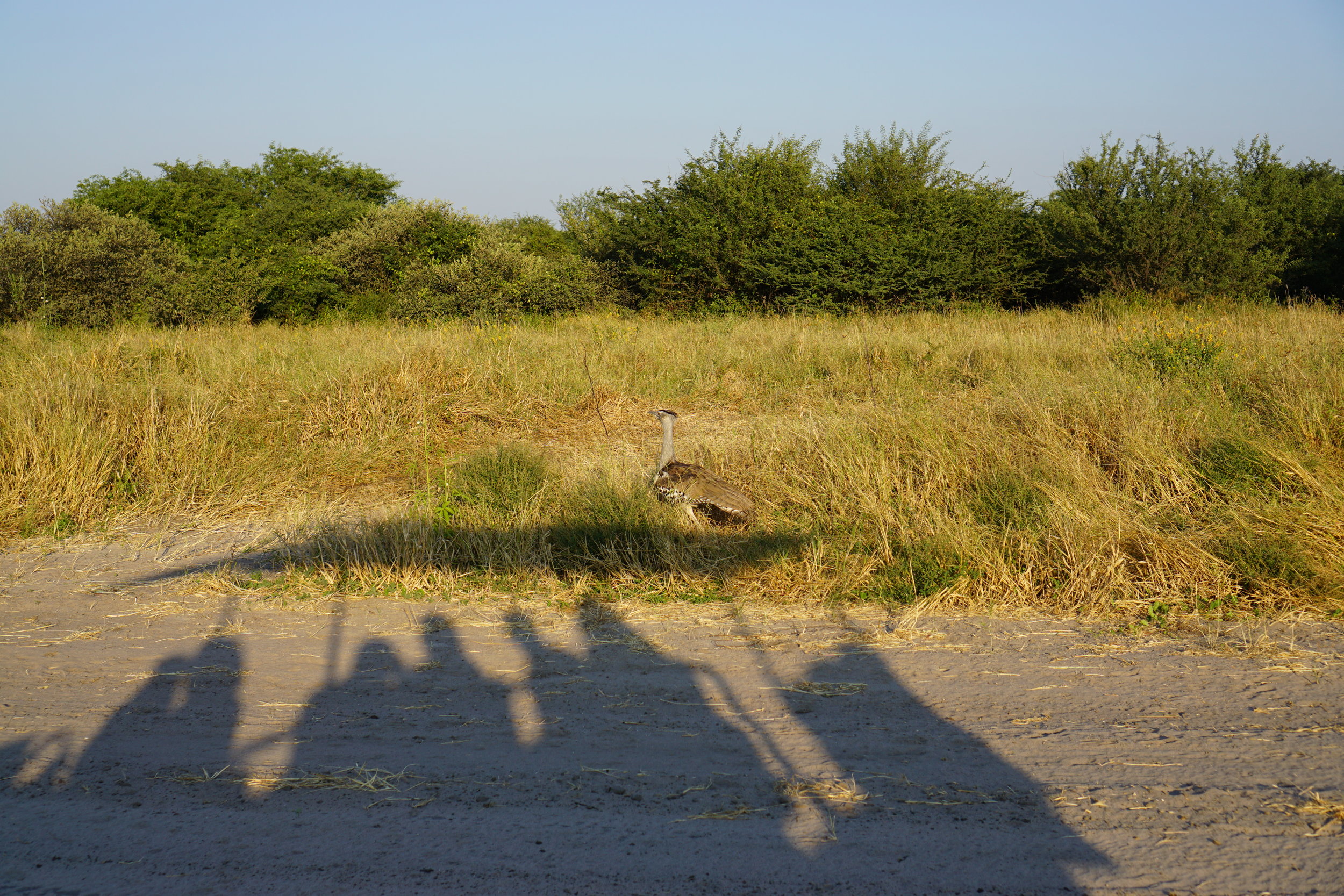Kori bustard