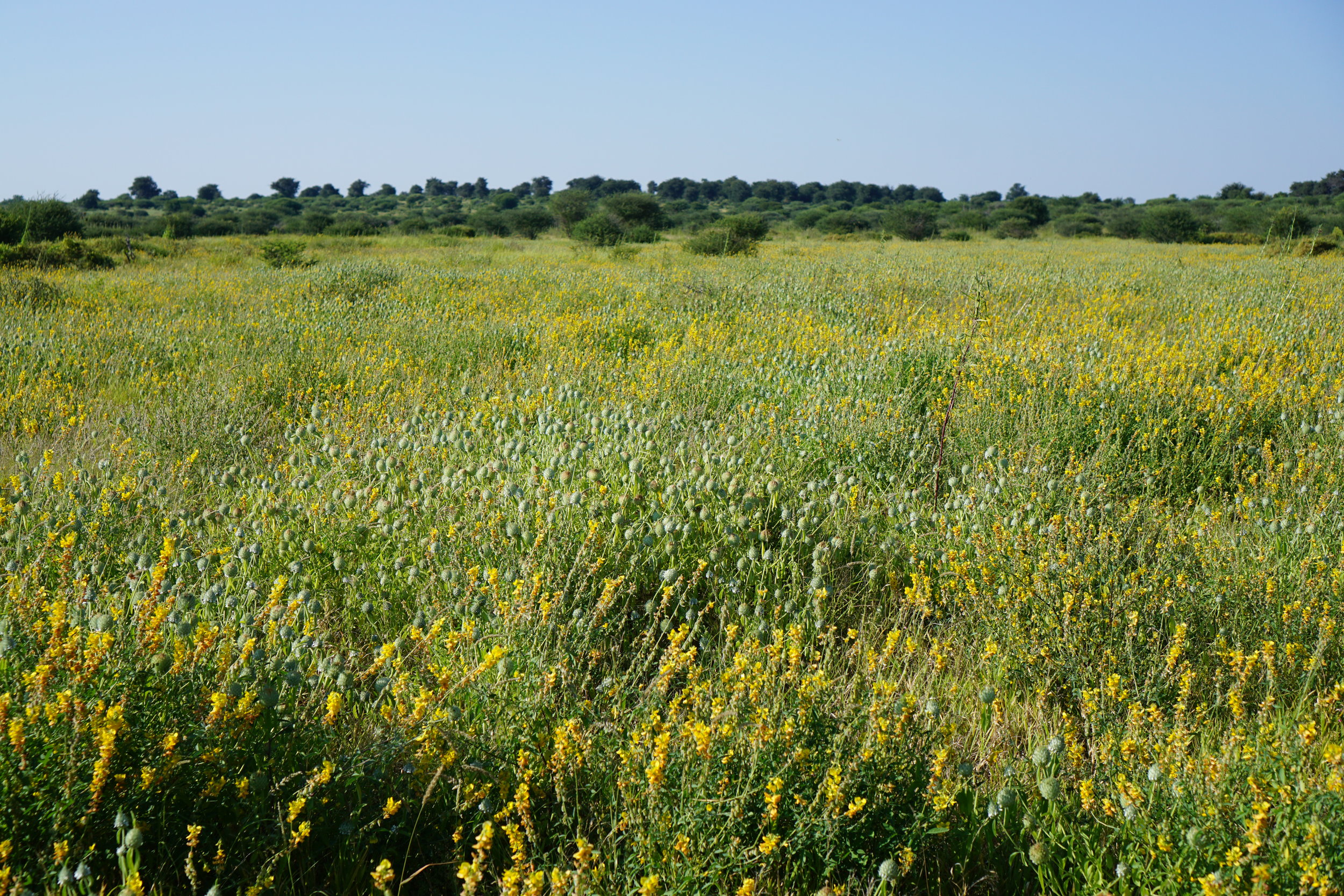 So green and yellow!