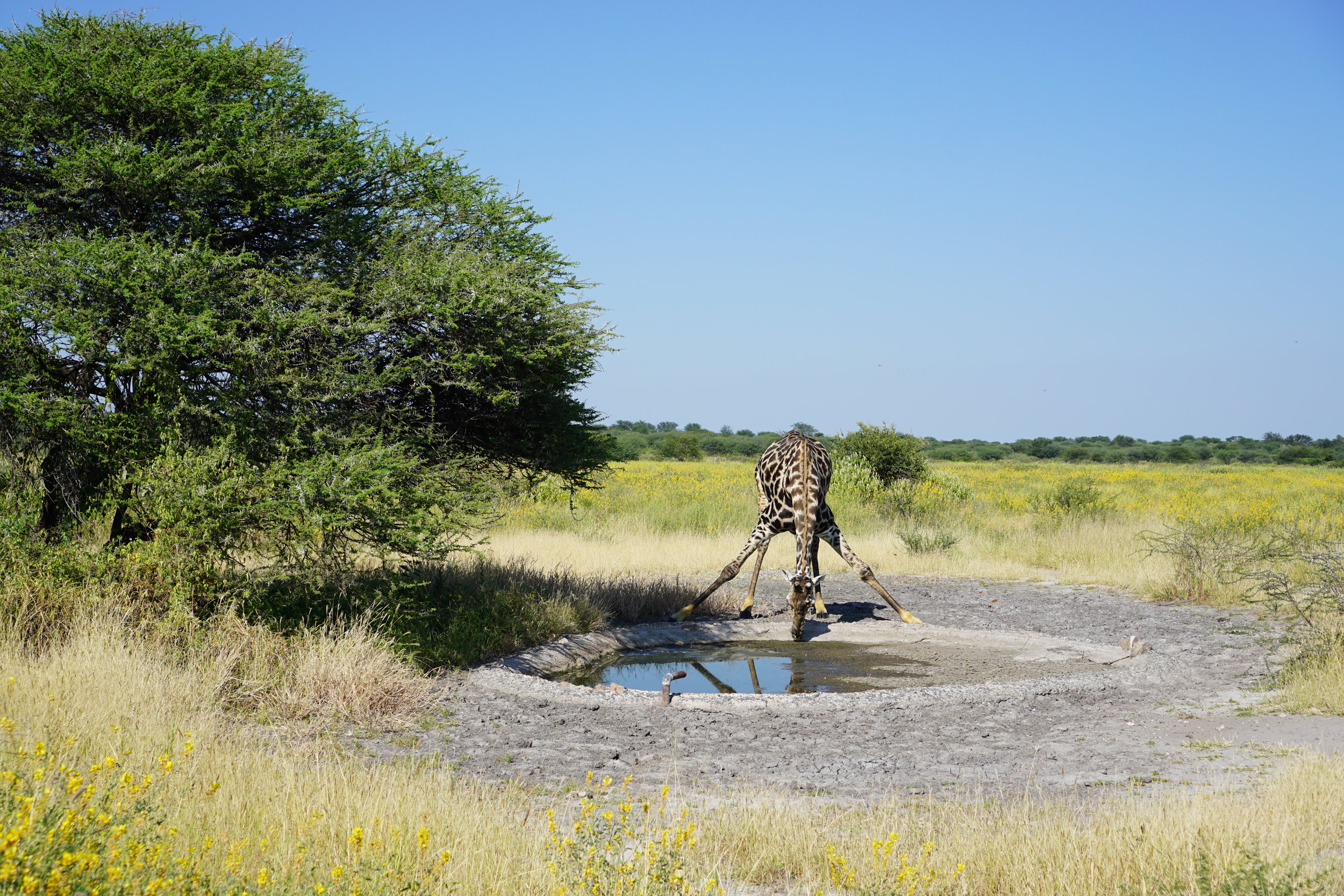 Giraffe drinking