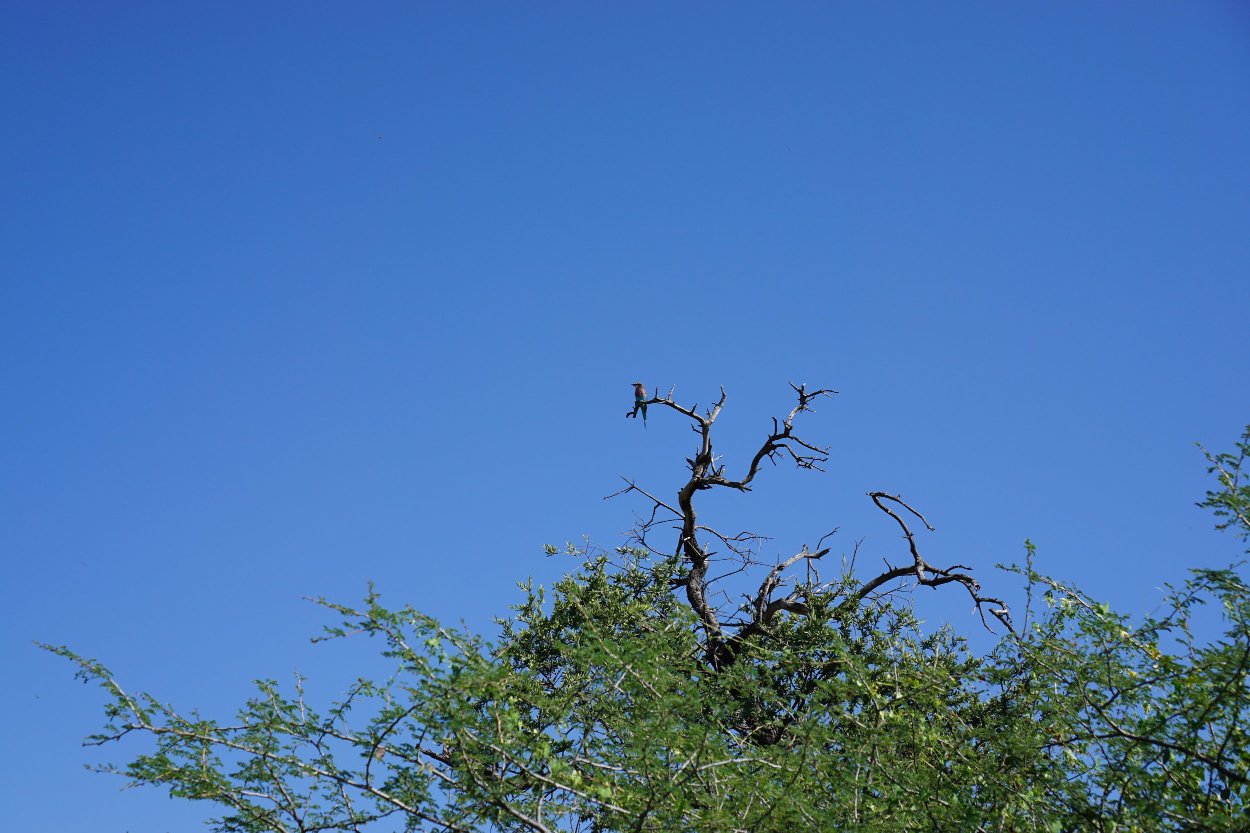 Lilac breasted roller