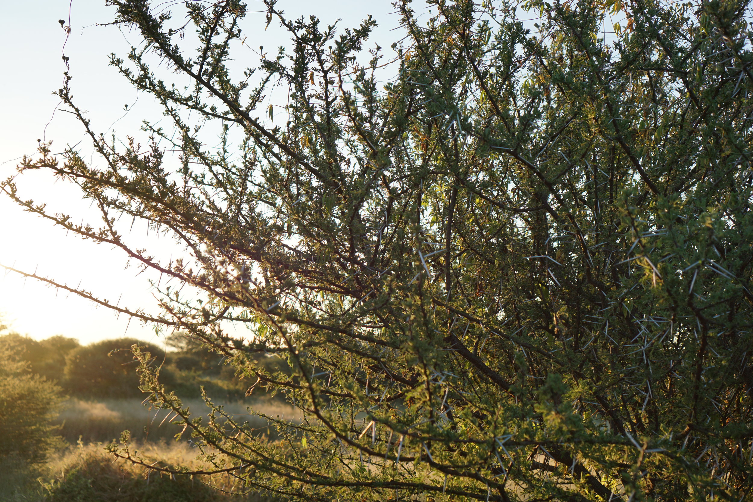 Acacia trees - gigantic thorns