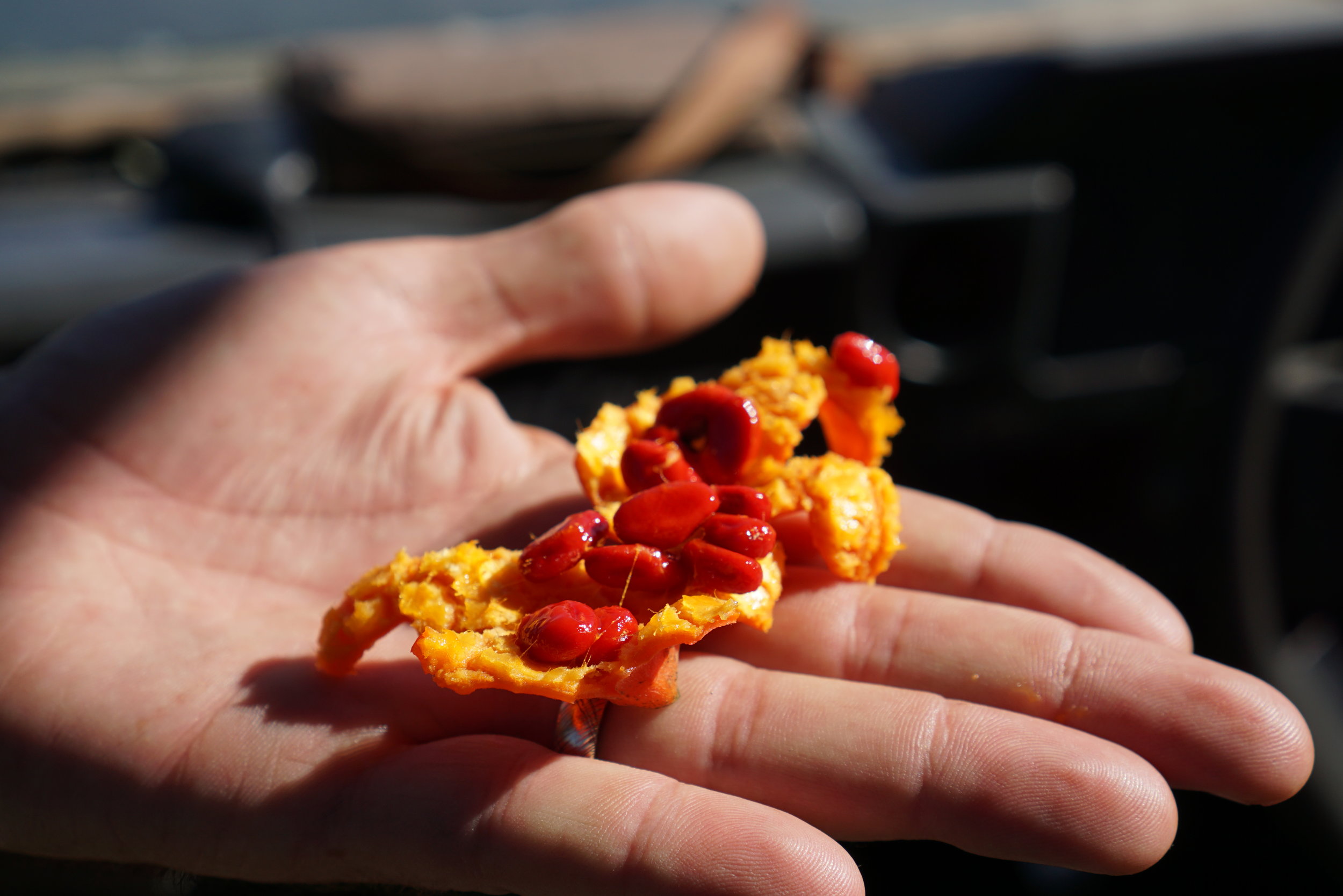 A fruit that burst open when poked, seeds had a sweet skin