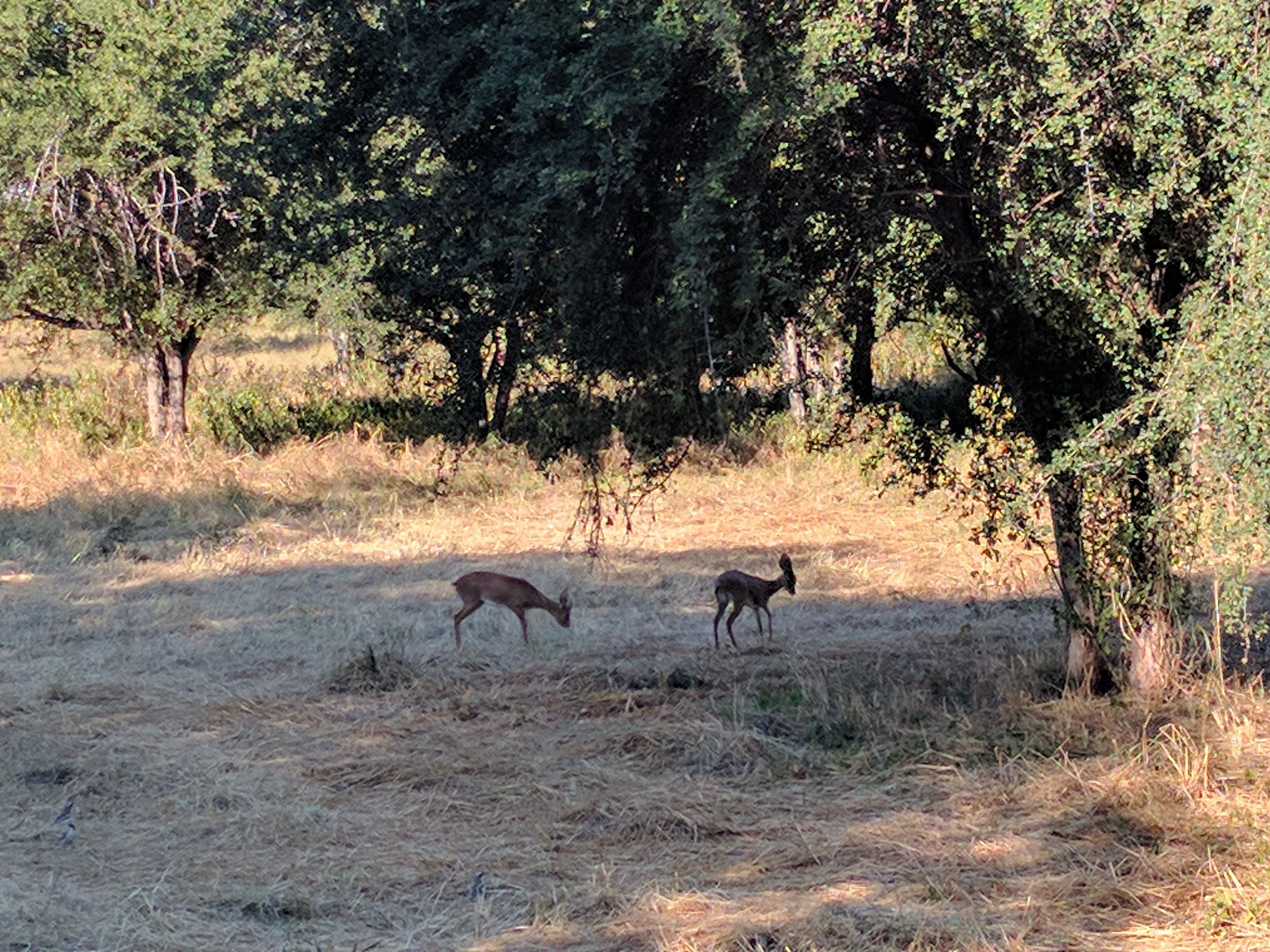 Steenbok near the lodge