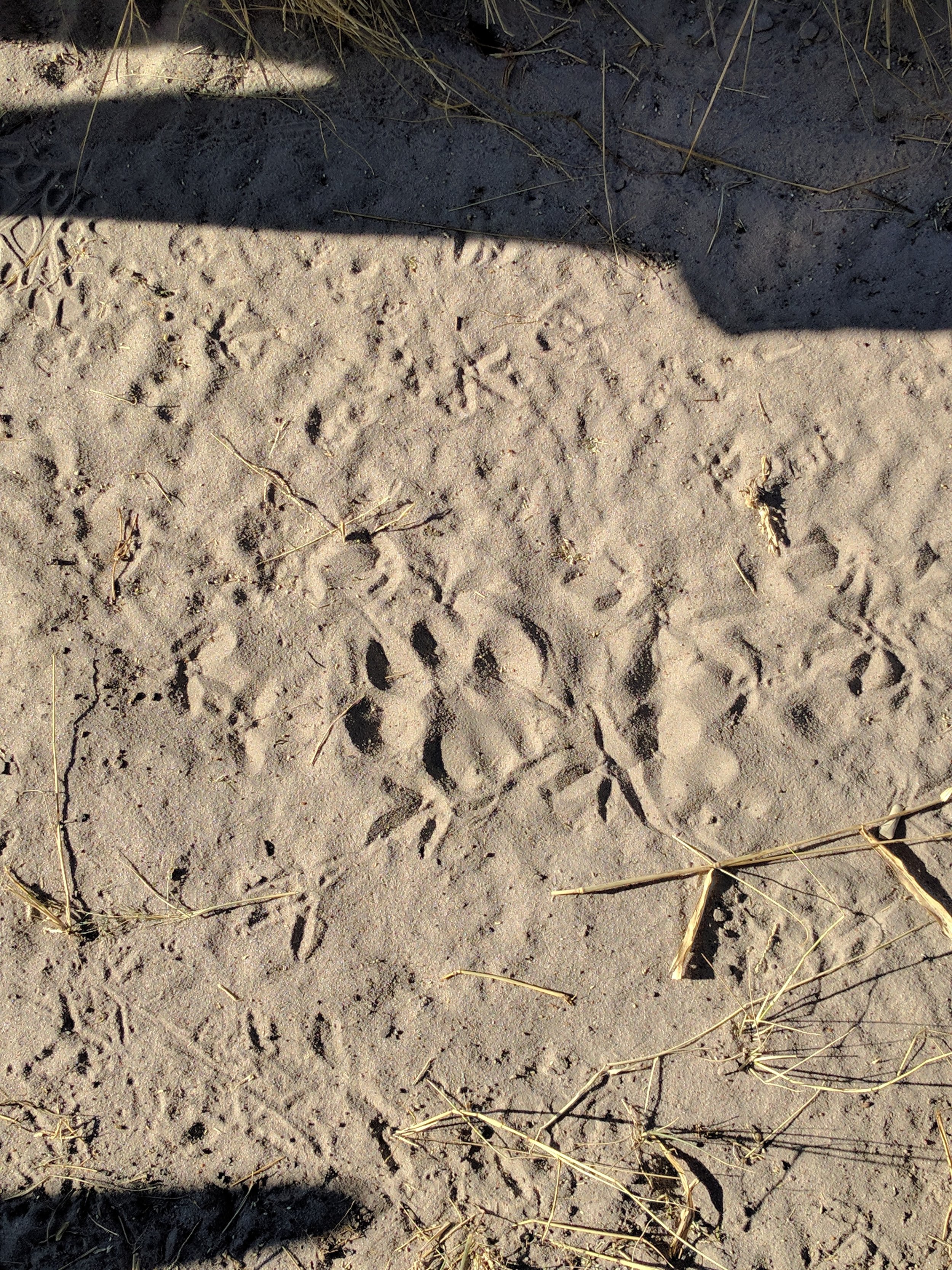 Really good lion print