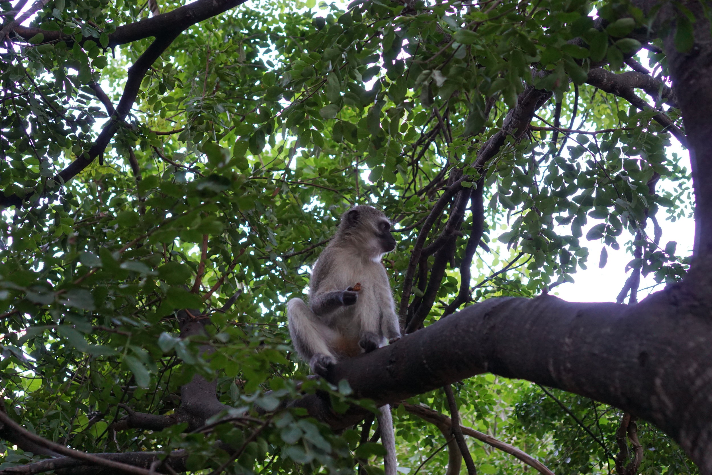Monkeys hang out in the lodge