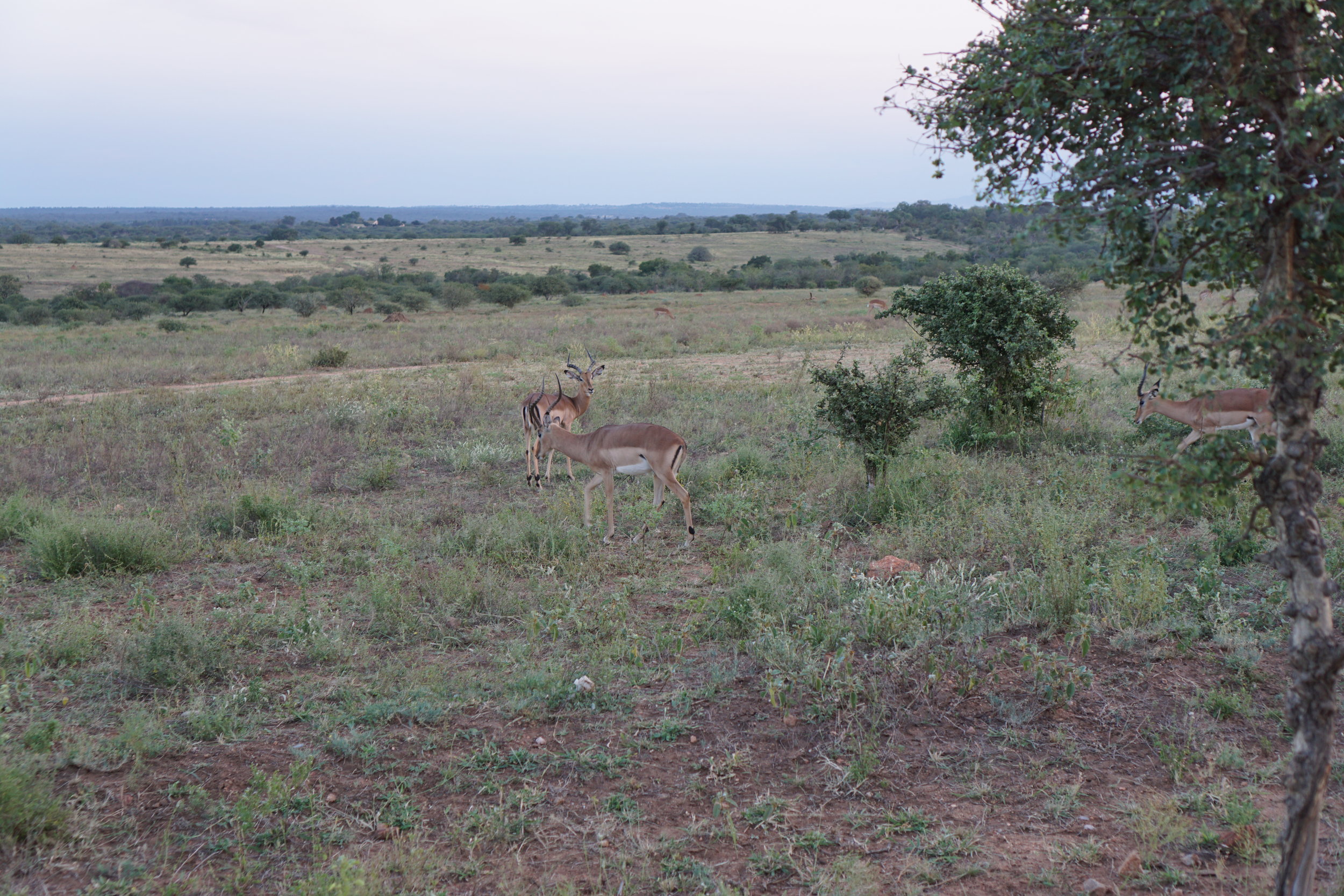 Good 'ol impalas