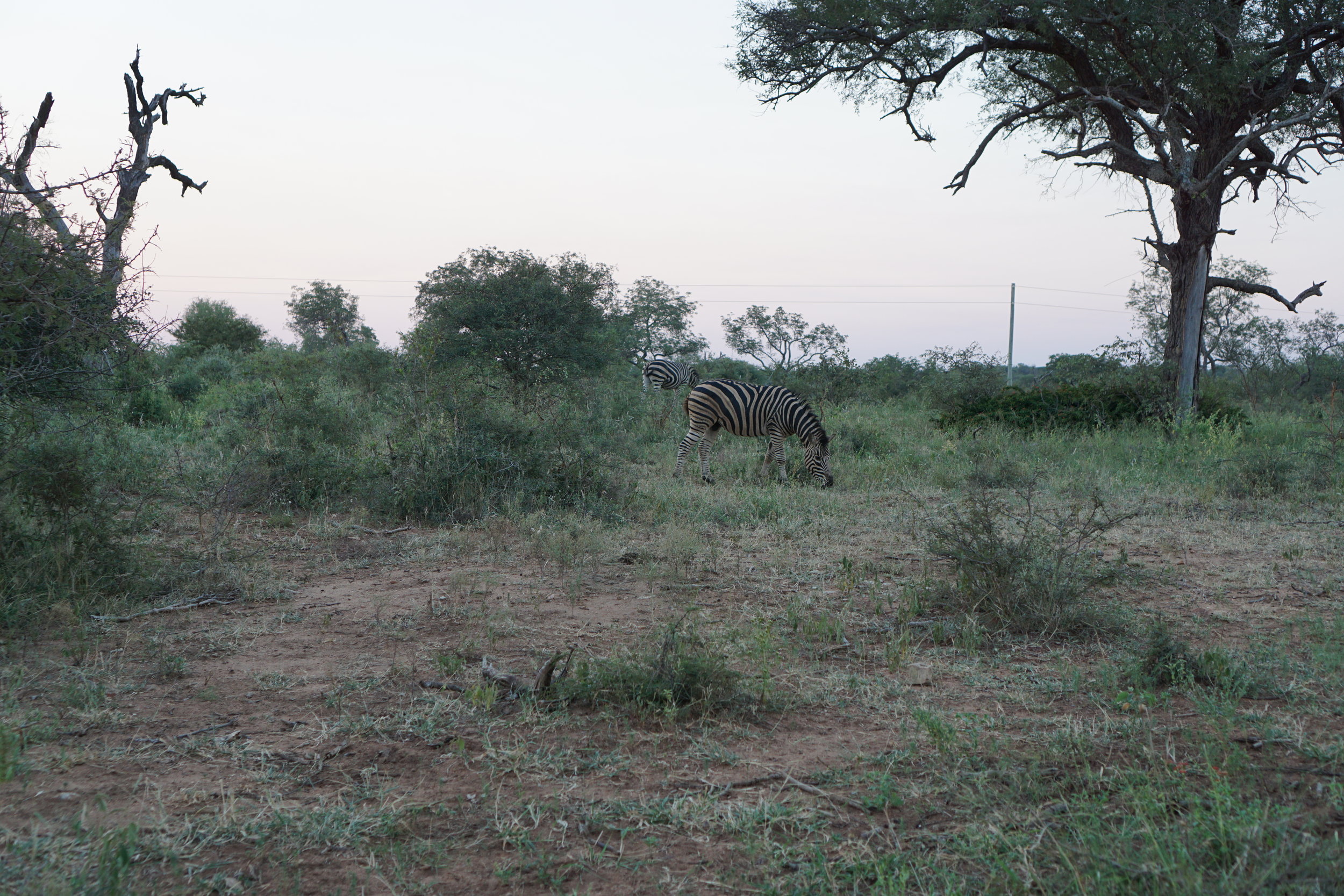 zebra