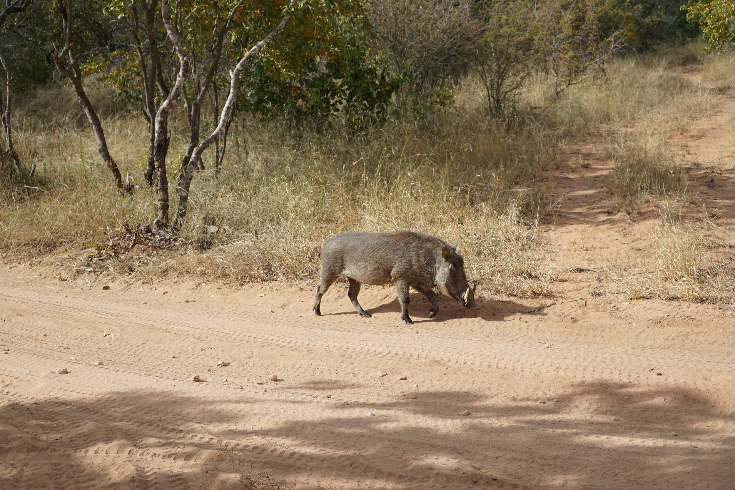 Warthog