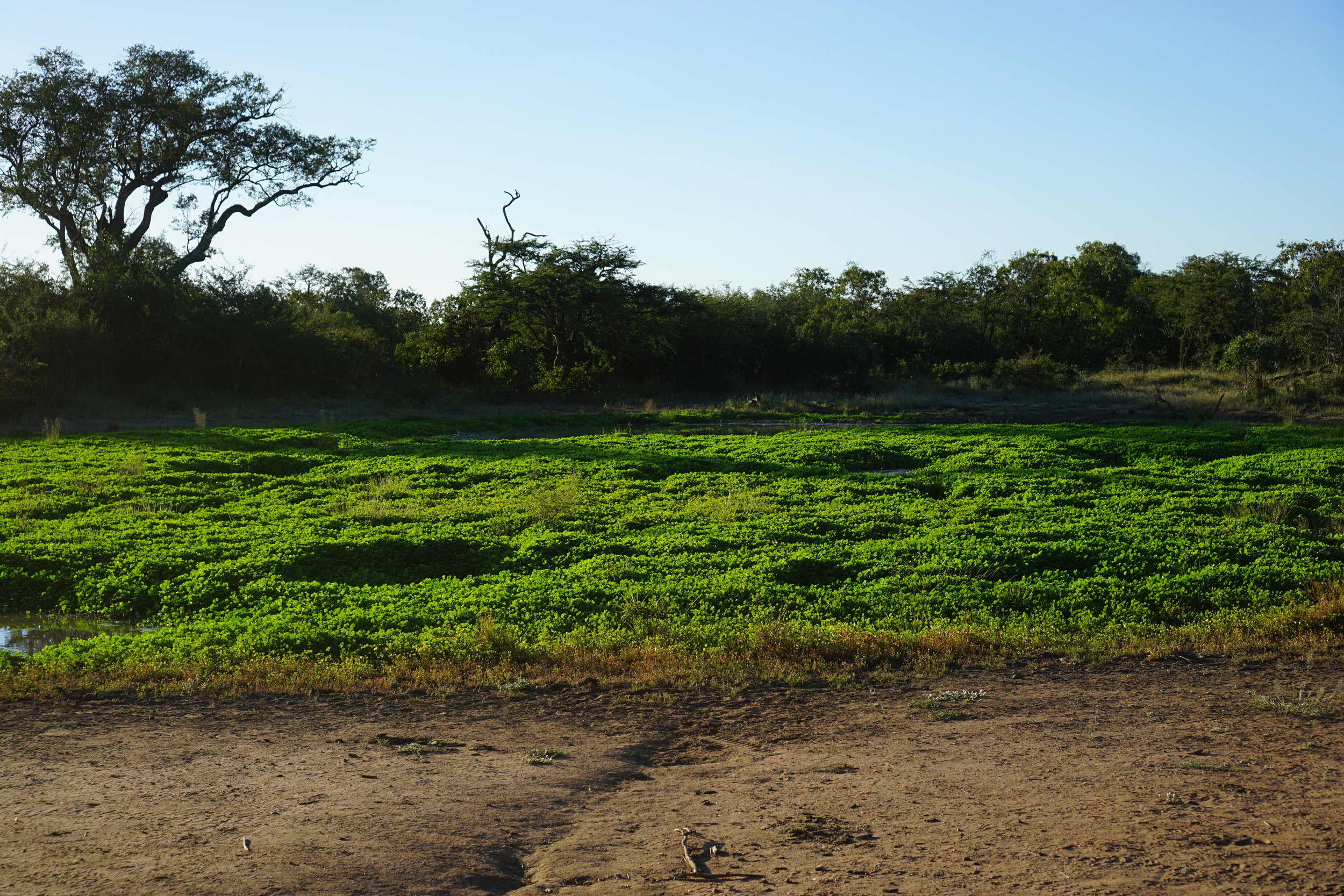 so green!