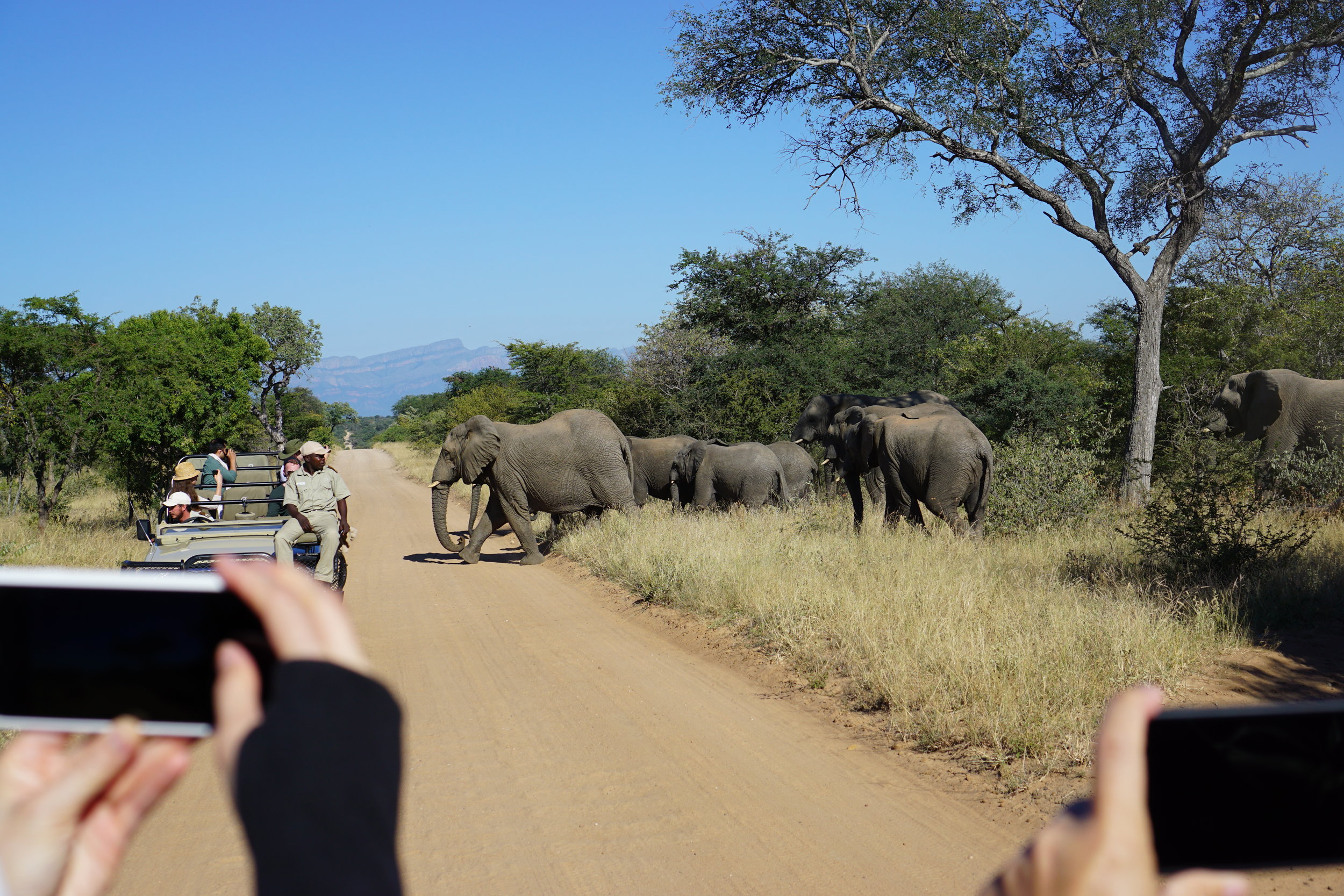 This herd of eles came up super fast and were gone just as fast