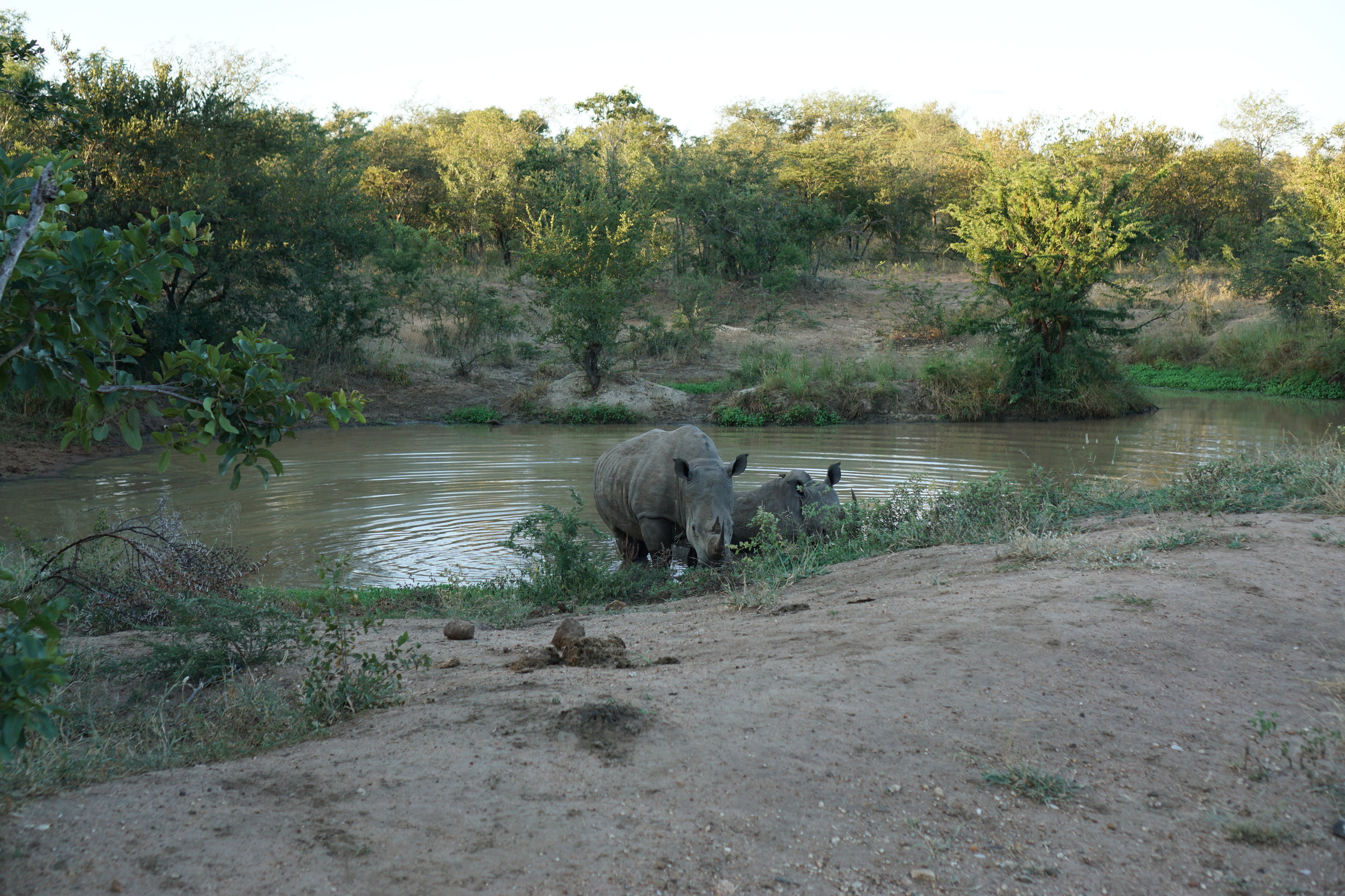 Rhinos chilling in the water
