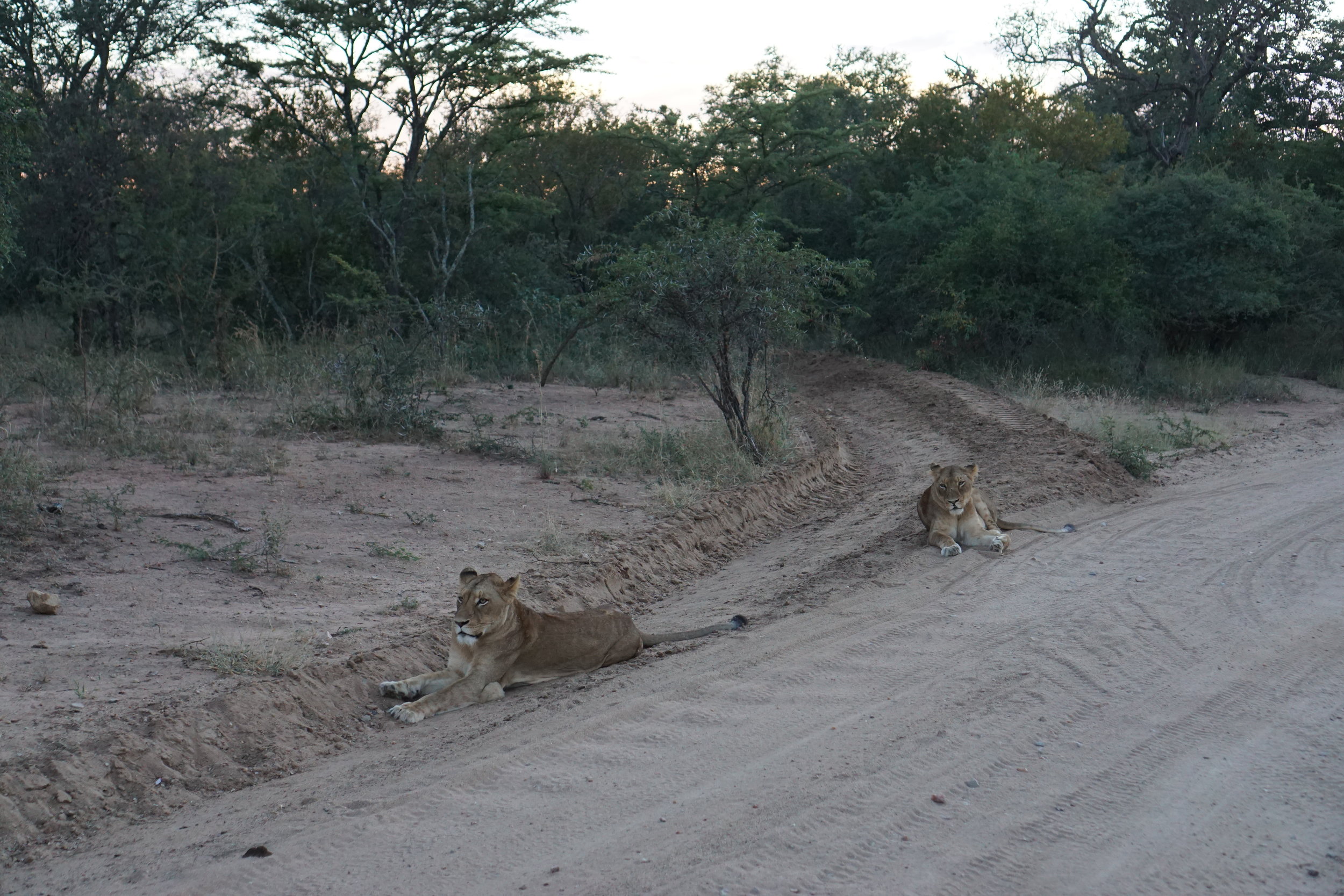 Good morning lions