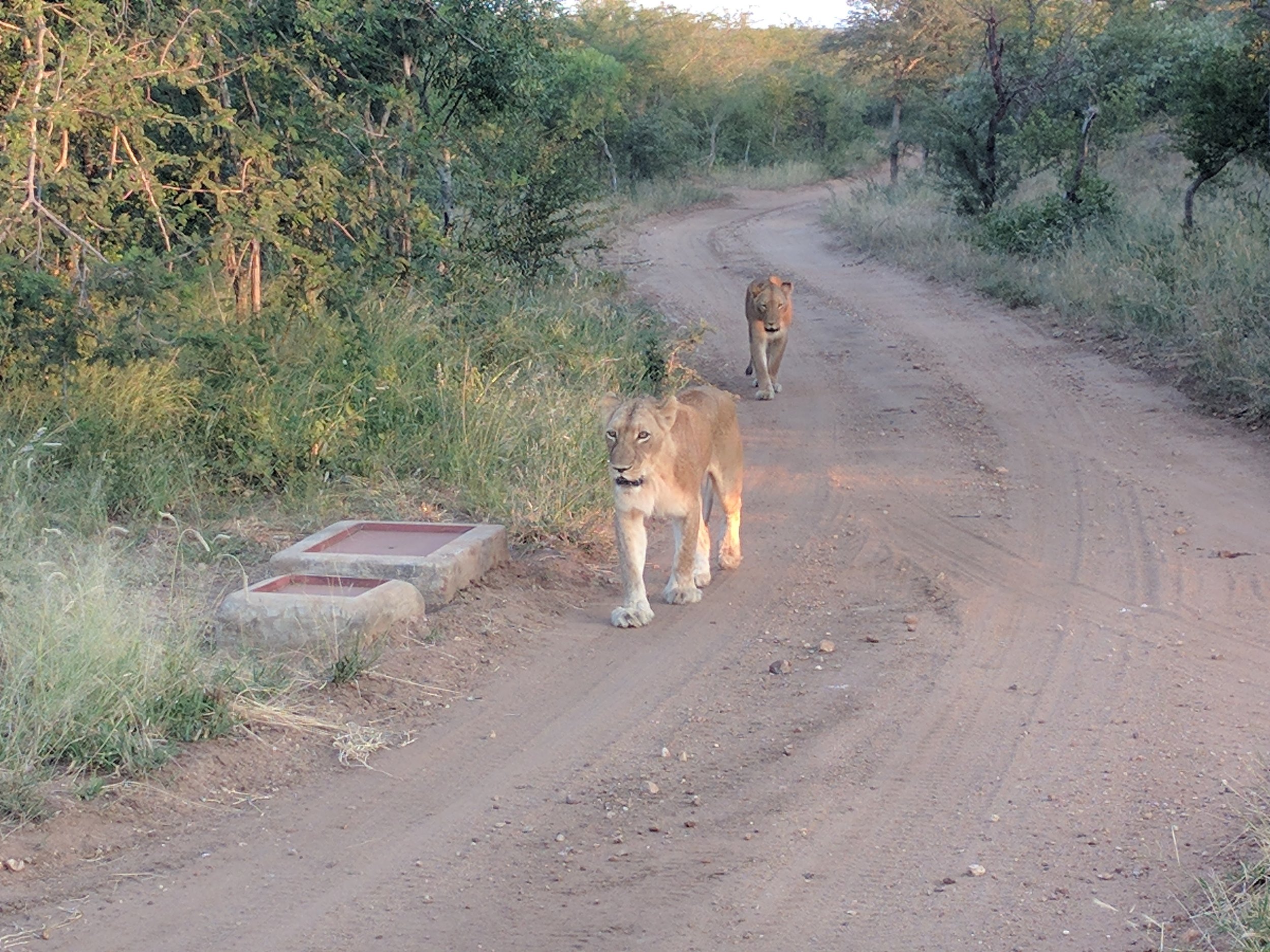 Lions walking along