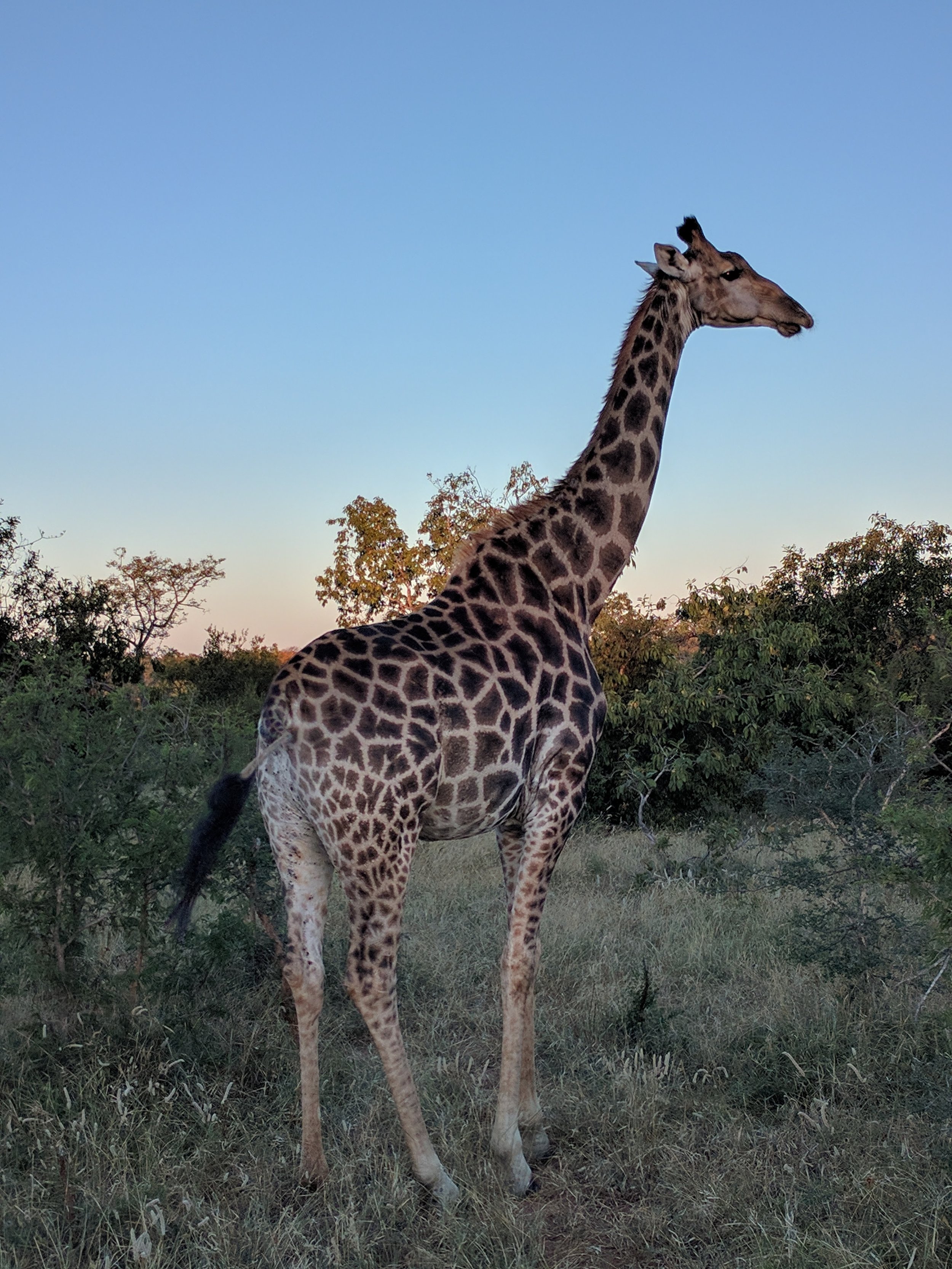 Magestic giraffes