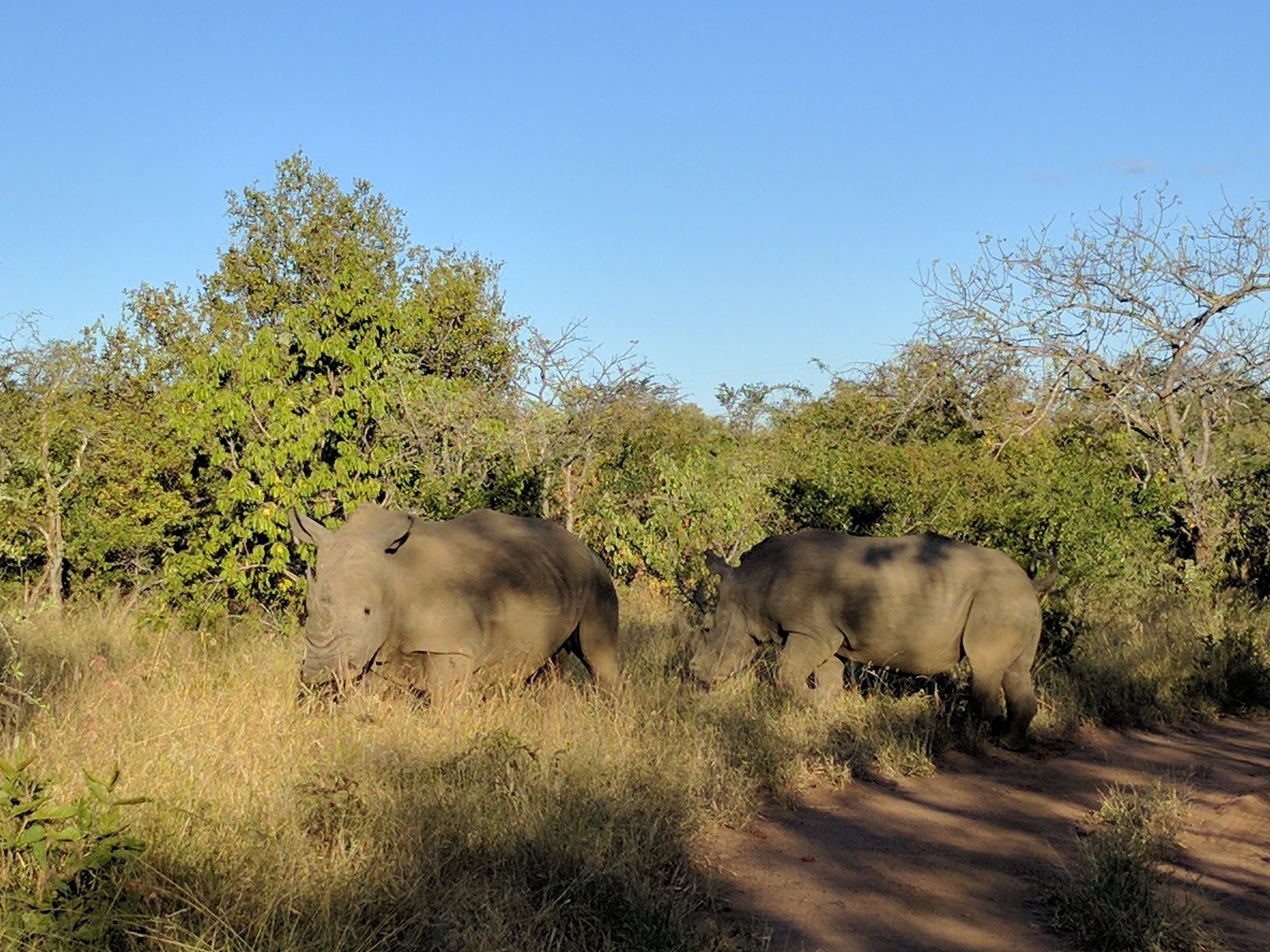 Rhinos