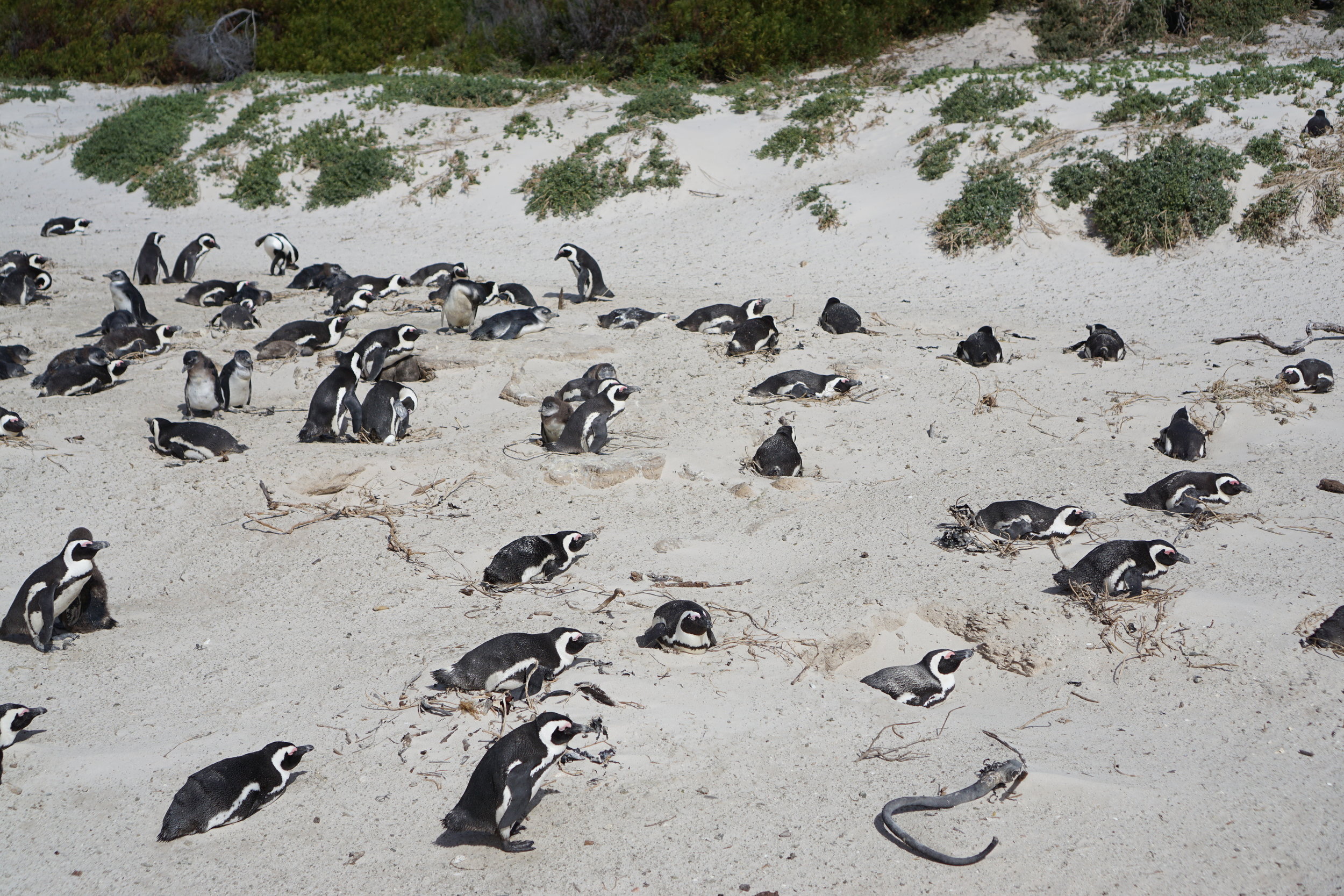 So many penguins!